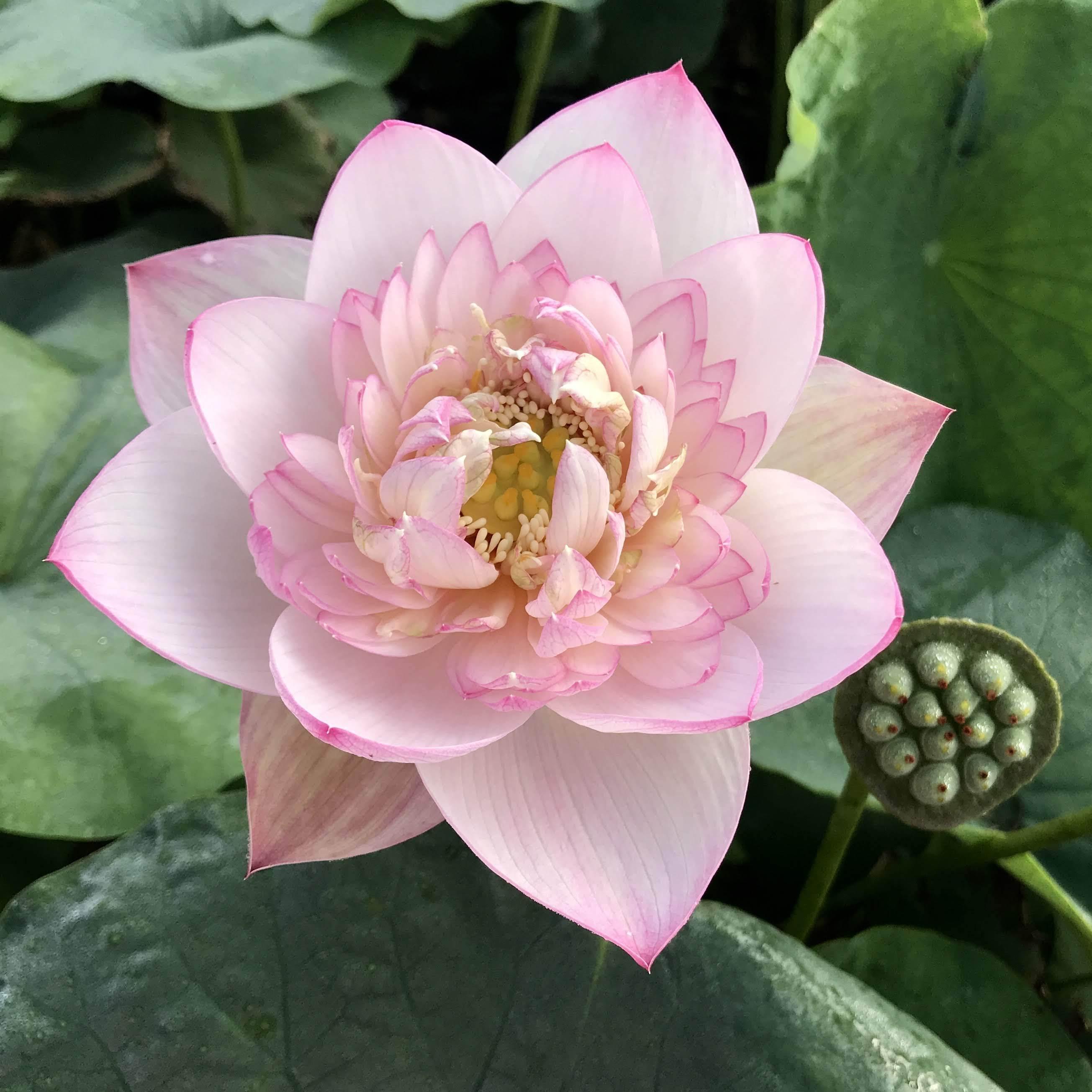 Buddha's Seat 13 Lotus (Bare Root) - Globalnestes