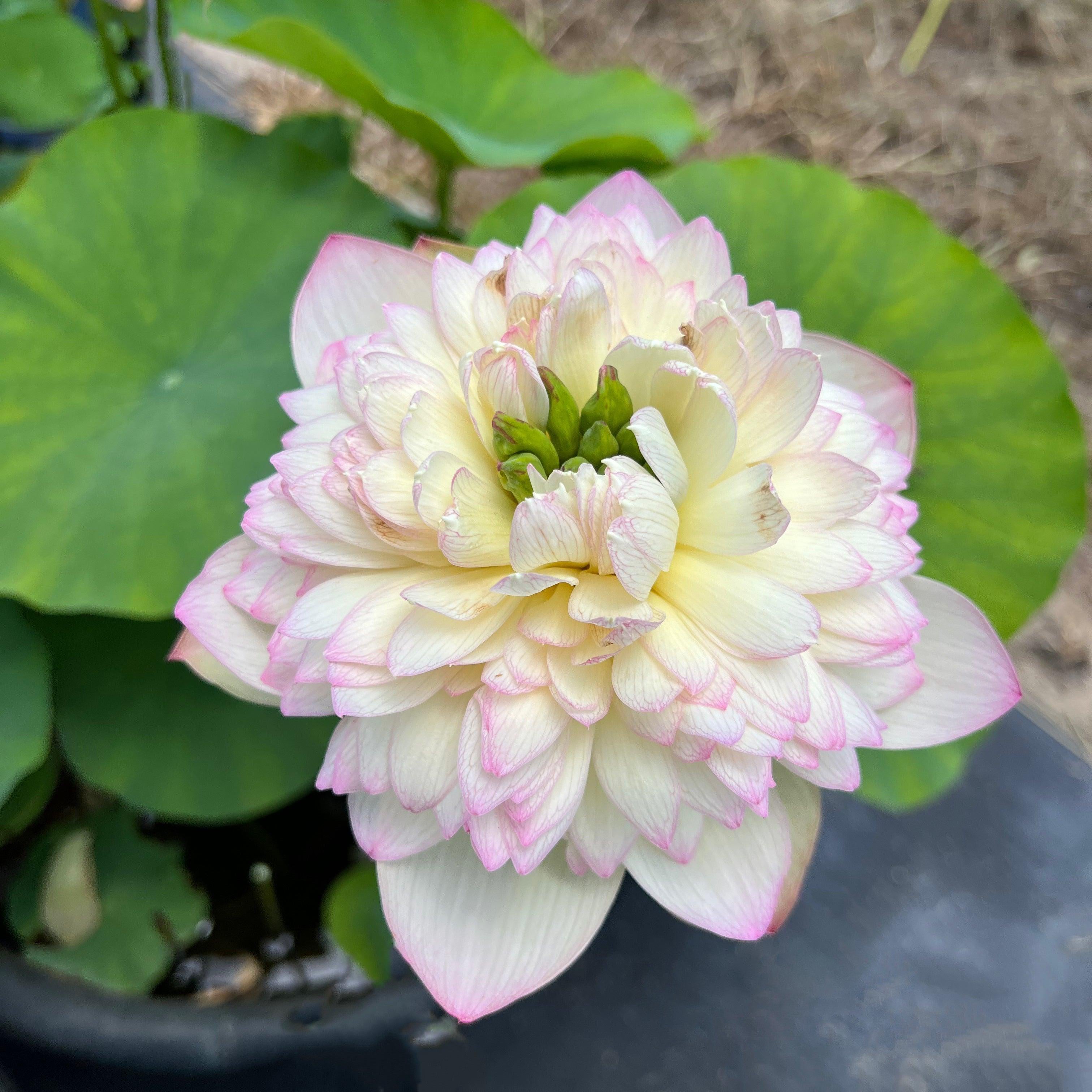 Buddha's Seat 13 Lotus (Bare Root) - Globalnestes