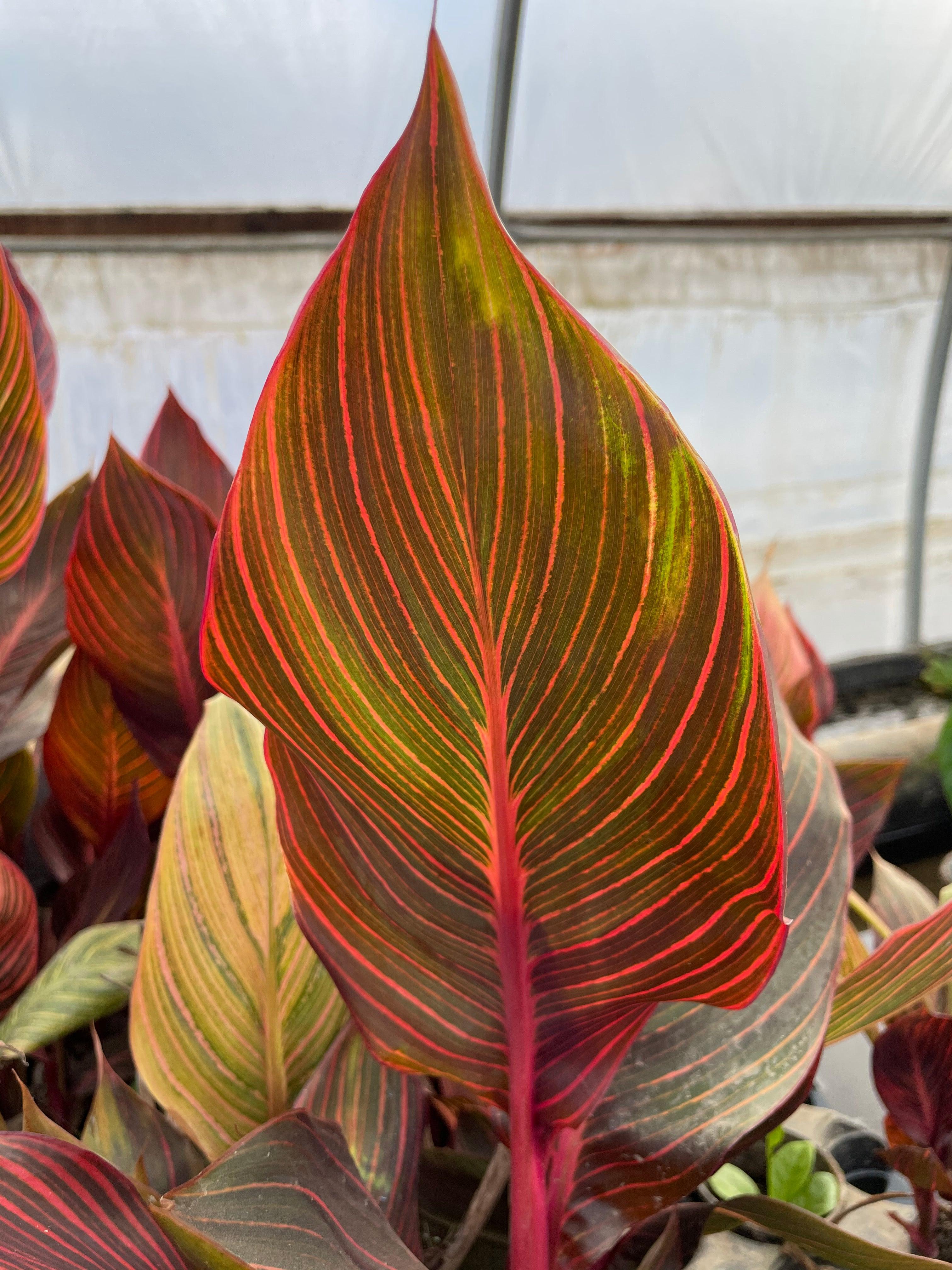 Canna 'African Sunset' (Bare Root) - Globalnestes