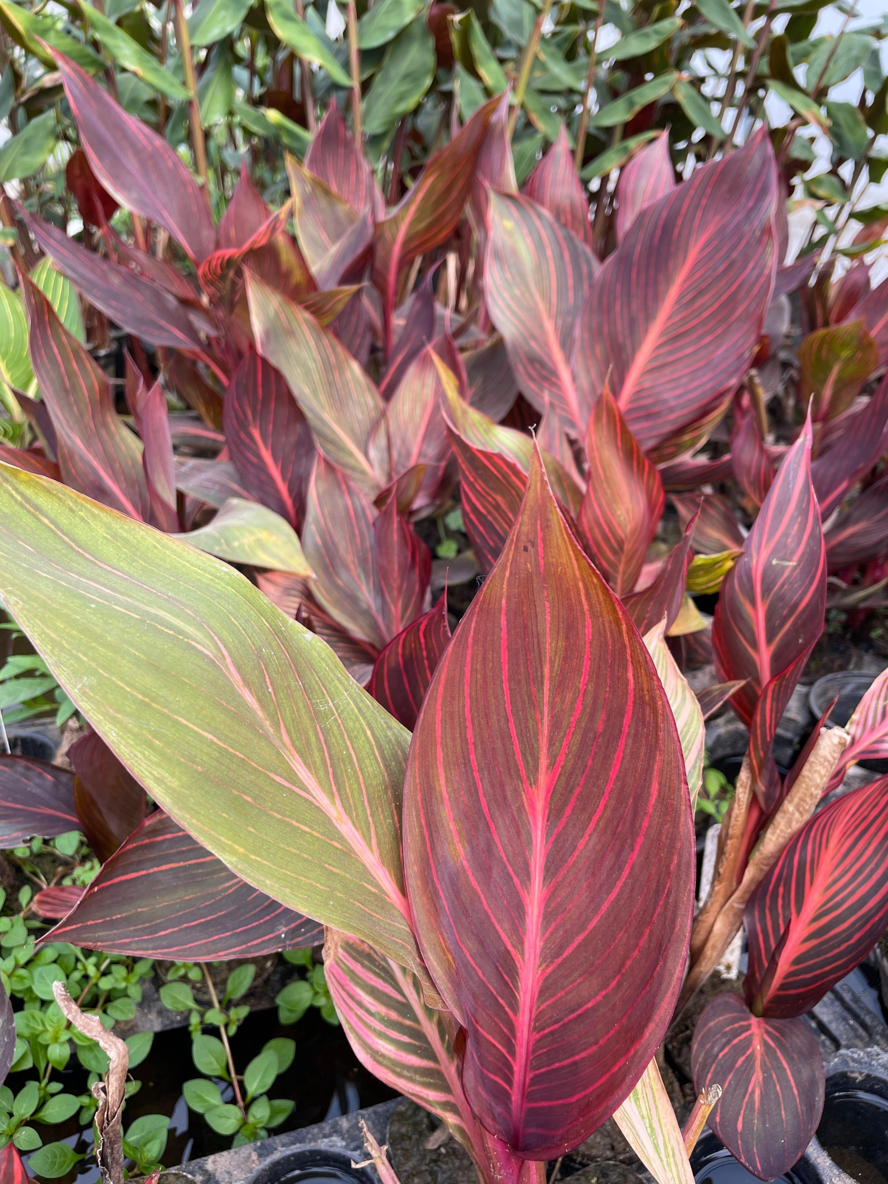 Canna 'African Sunset' (Bare Root) - Globalnestes