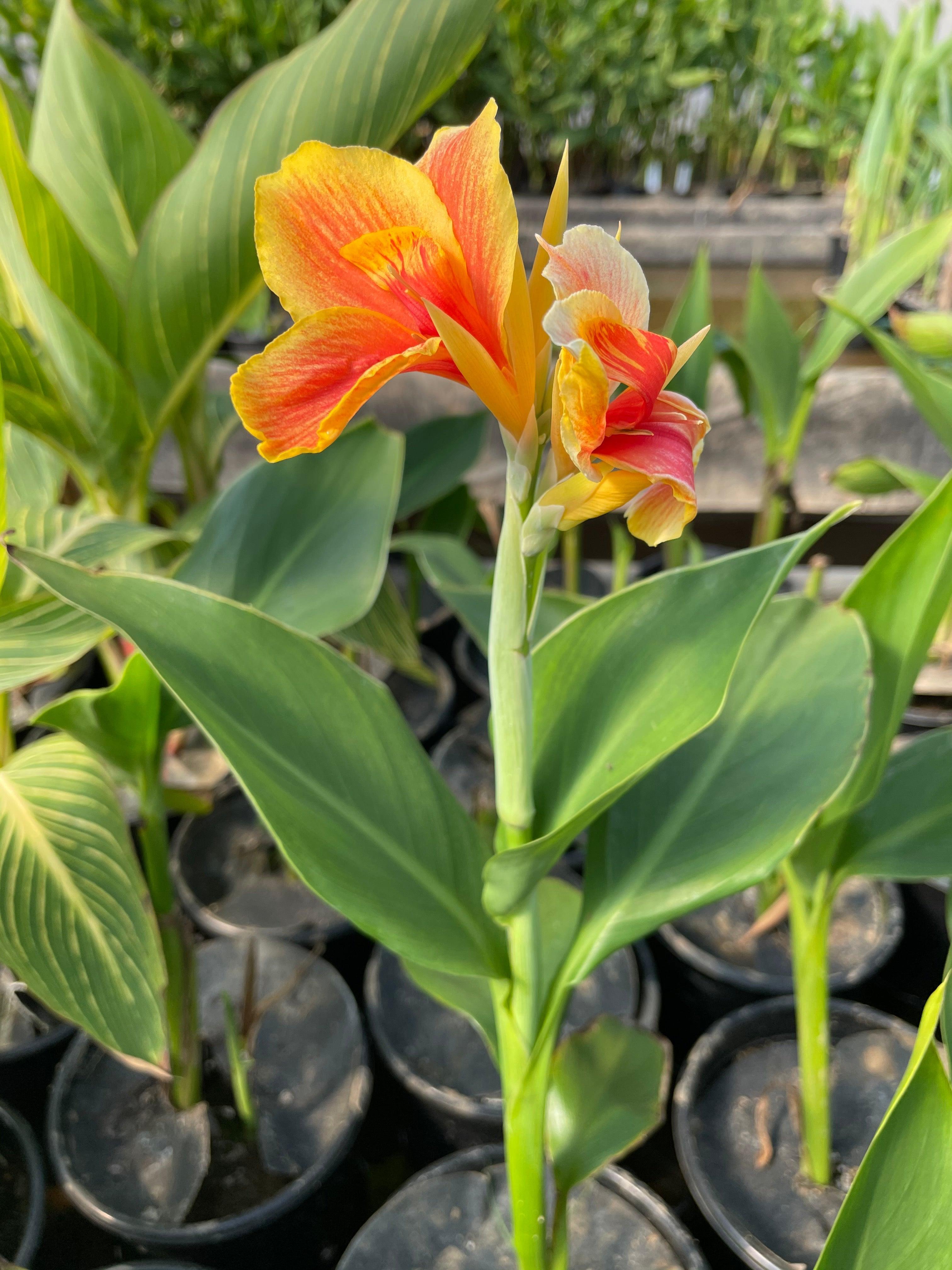 Canna 'Napoleon' (Bare Root) - Globalnestes