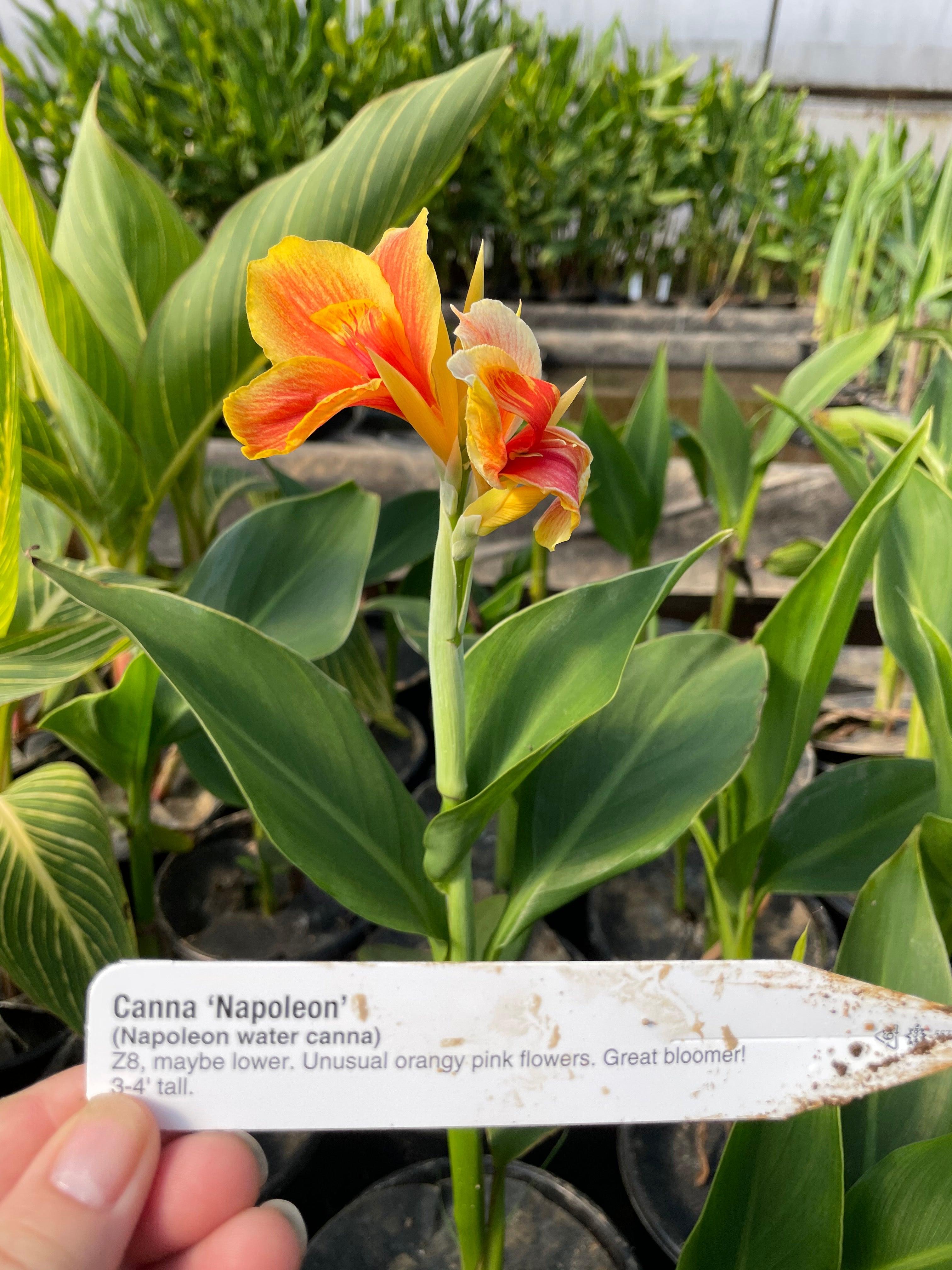 Canna 'Napoleon' (Bare Root) - Globalnestes