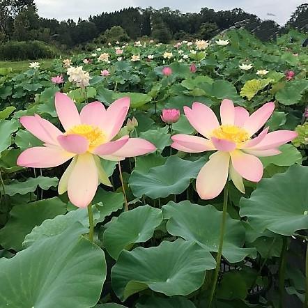 Carolina Queen Lotus (Bare Root) - Globalnestes