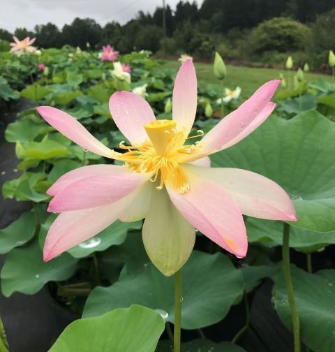 Carolina Queen Lotus (Bare Root) - Globalnestes