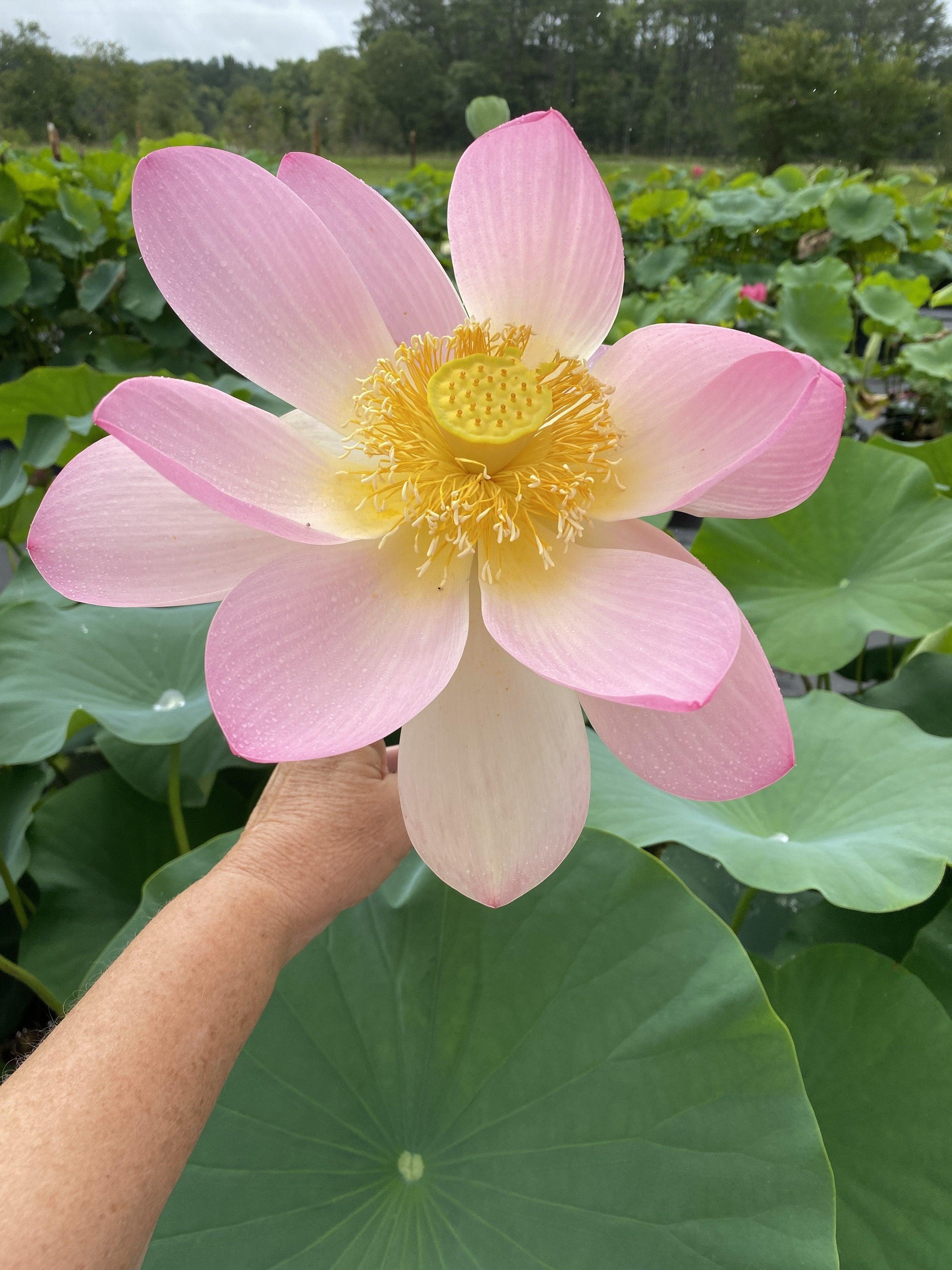 Carolina Queen Lotus (Bare Root) - Globalnestes