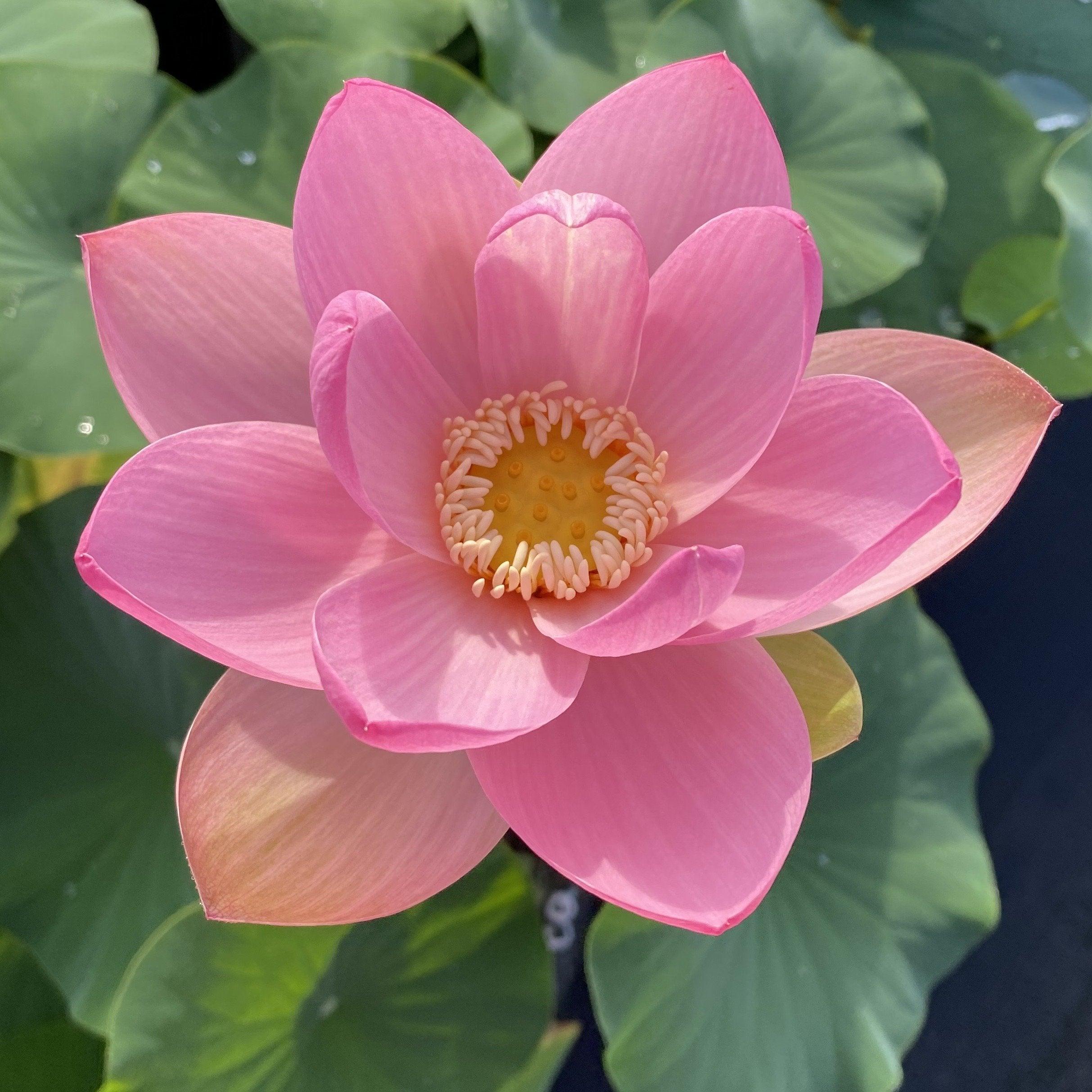 Carolina Queen Lotus (Bare Root) - Globalnestes