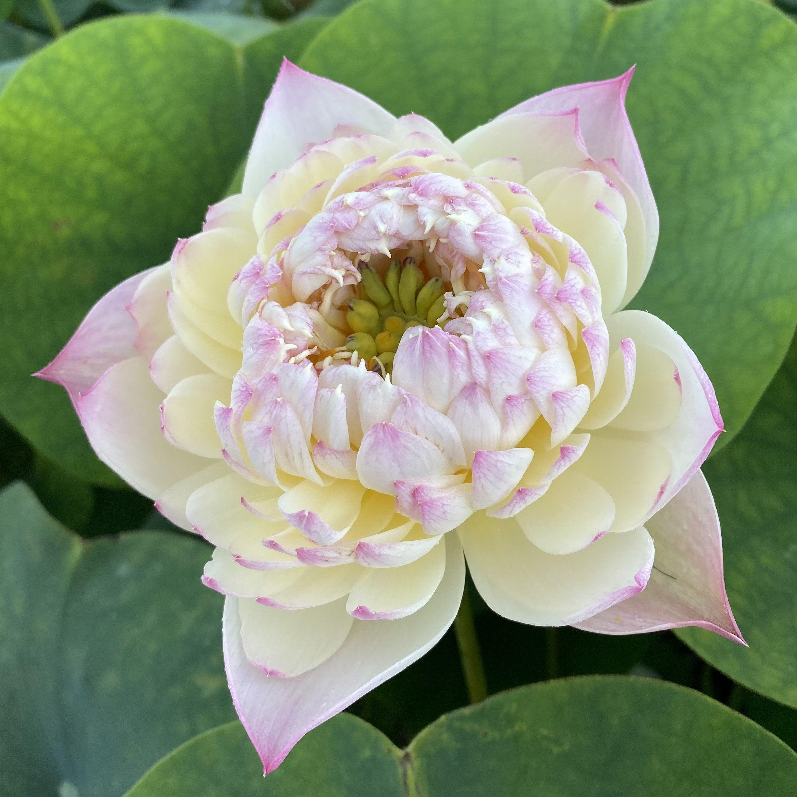 Charming Lips Lotus (Bare Root) - Globalnestes