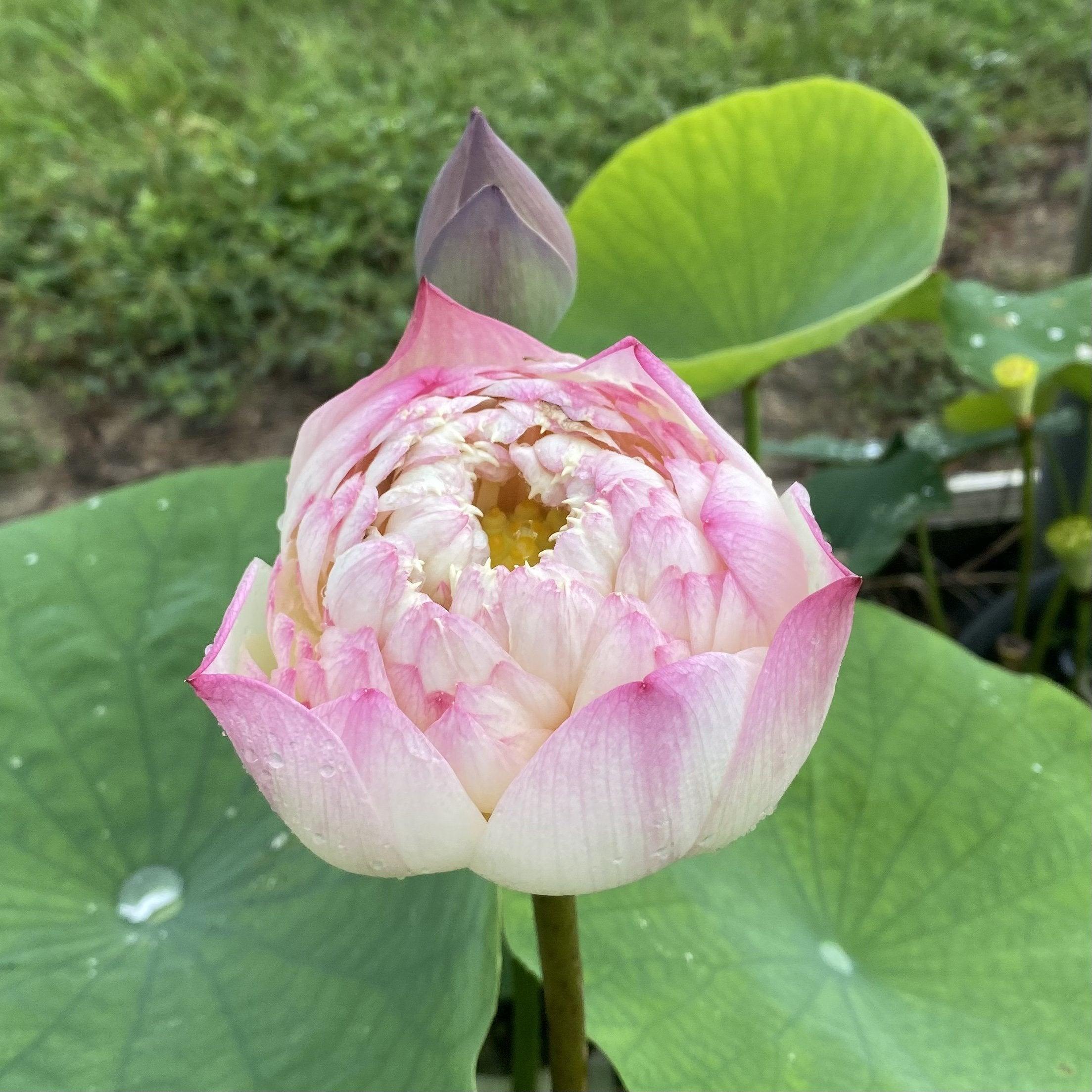 Charming Lips Lotus (Bare Root) - Globalnestes