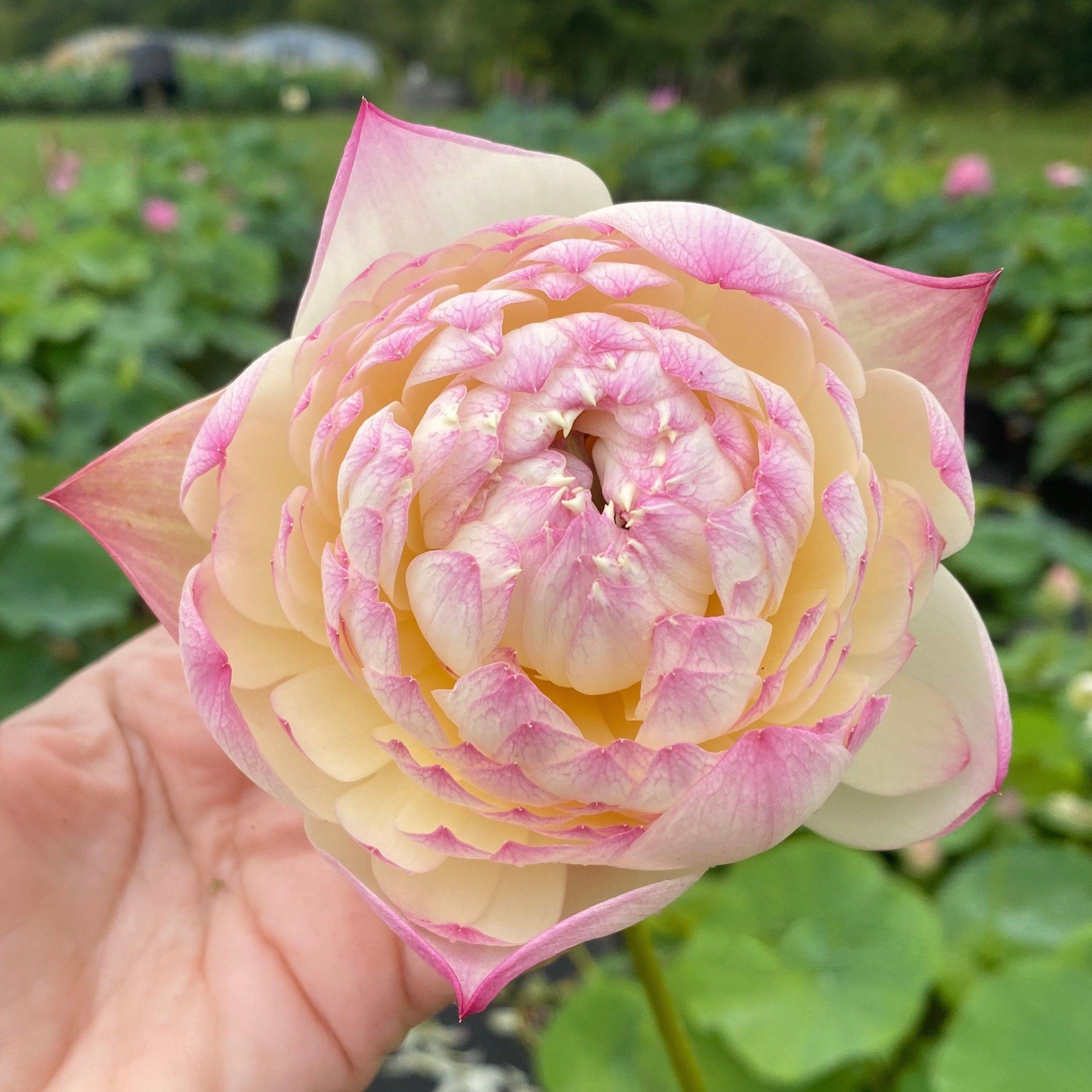 Charming Lips Lotus (Bare Root) - Globalnestes