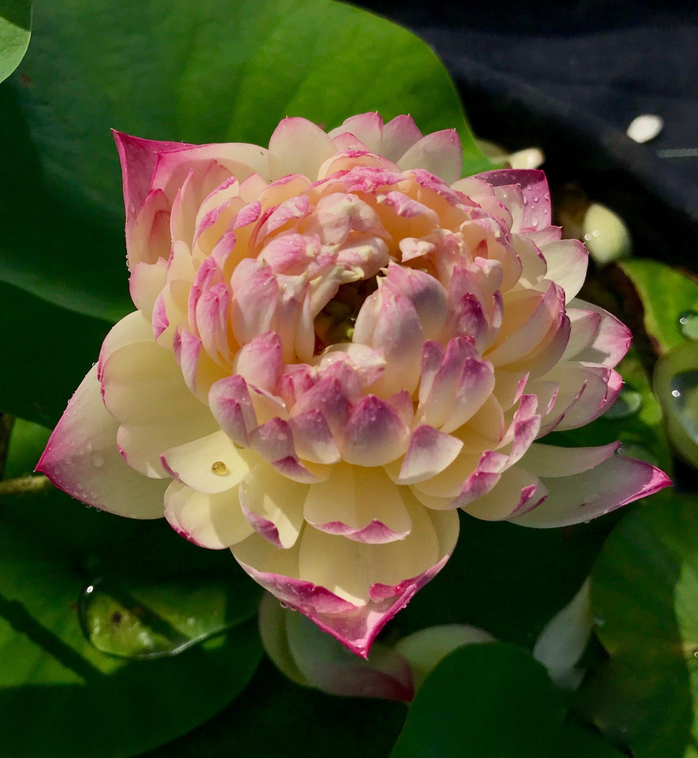 Charming Lips Lotus (Bare Root) - Globalnestes
