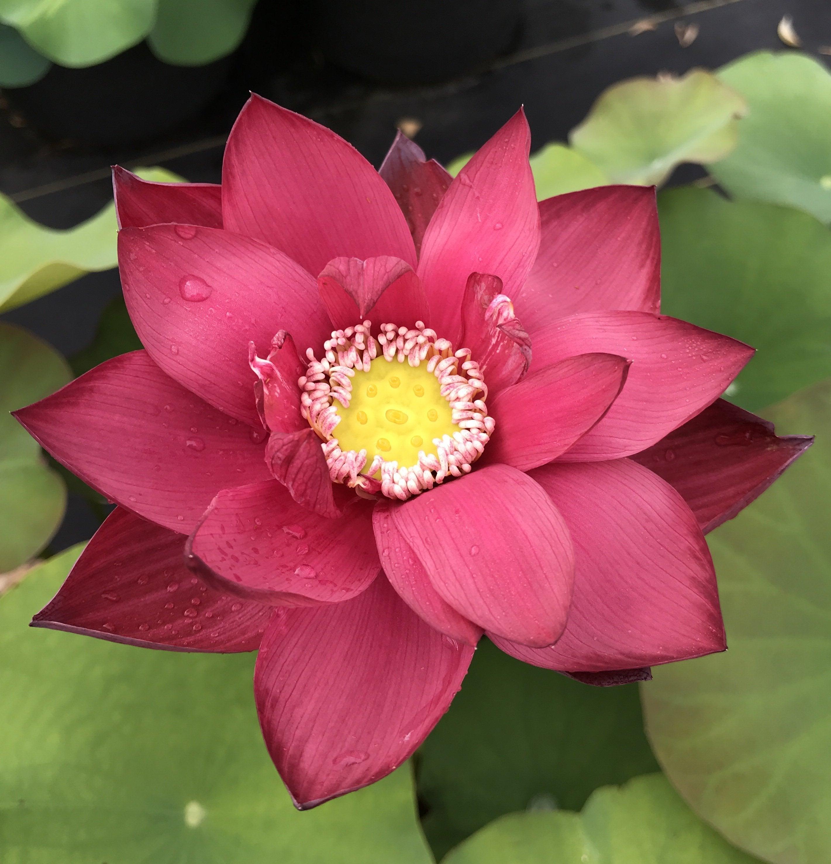 Chinese Red Beijing Lotus (Bare Root) - Globalnestes