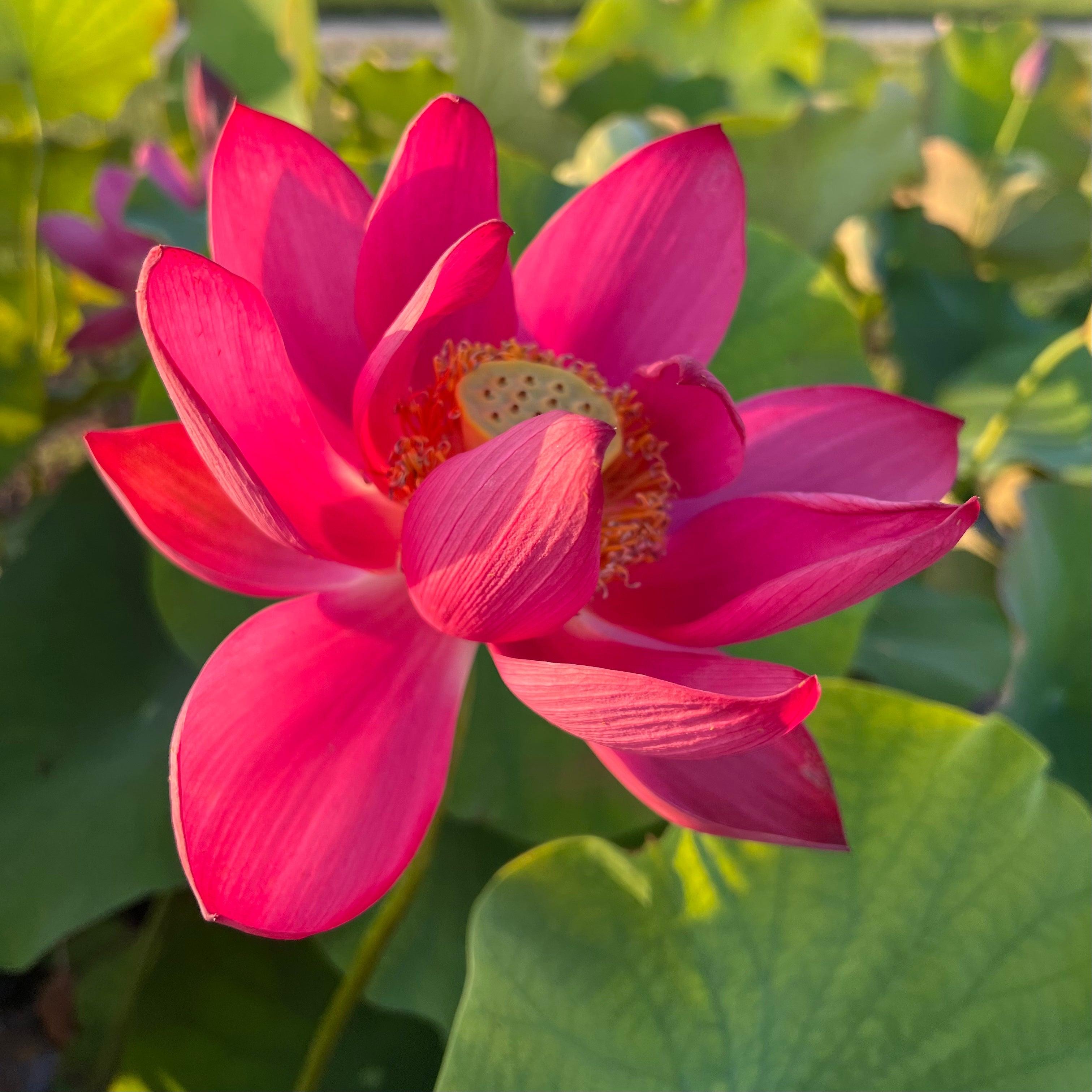 Chinese Red Beijing Lotus (Bare Root) - Globalnestes
