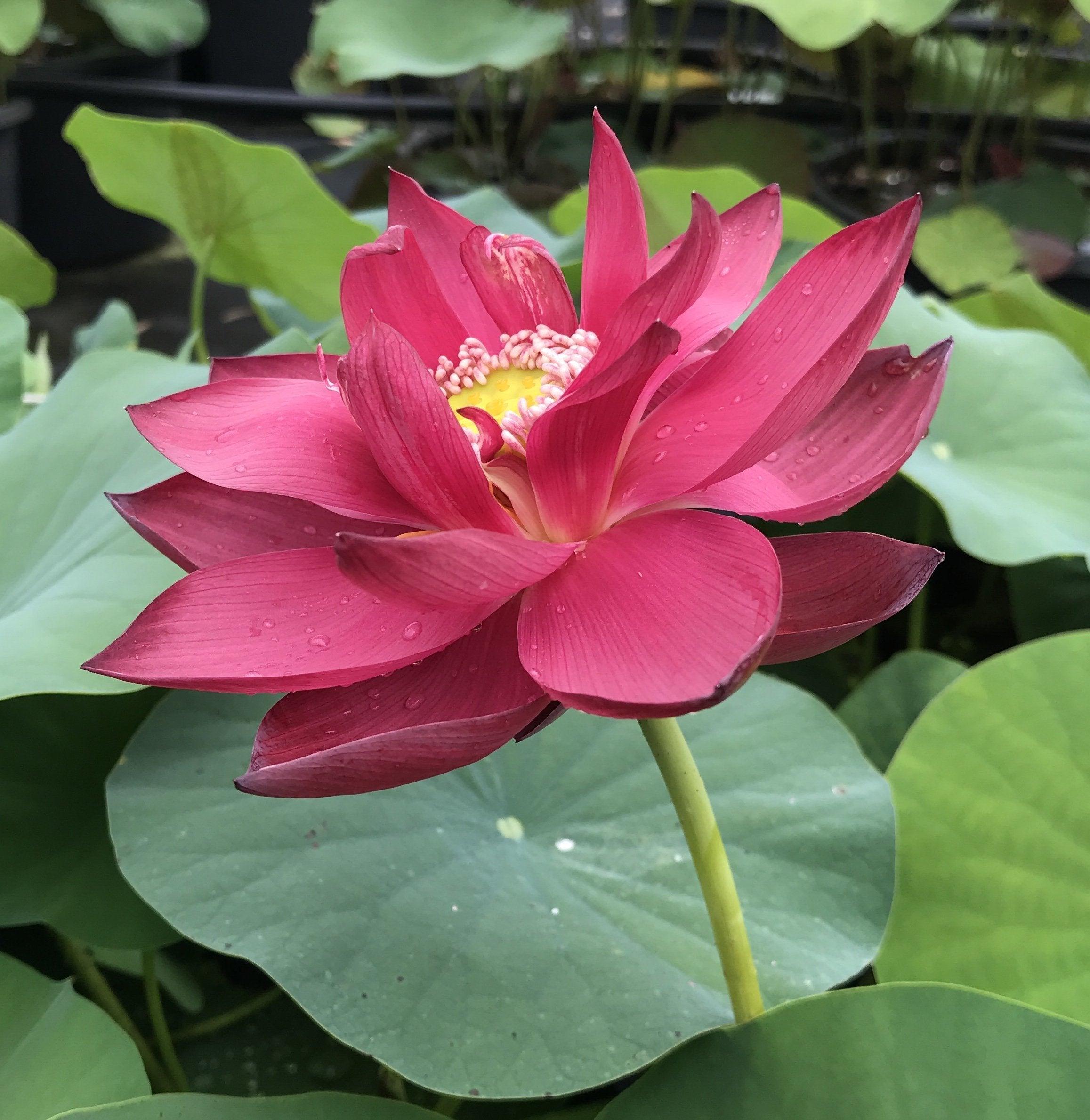 Chinese Red Beijing Lotus (Bare Root) - Globalnestes