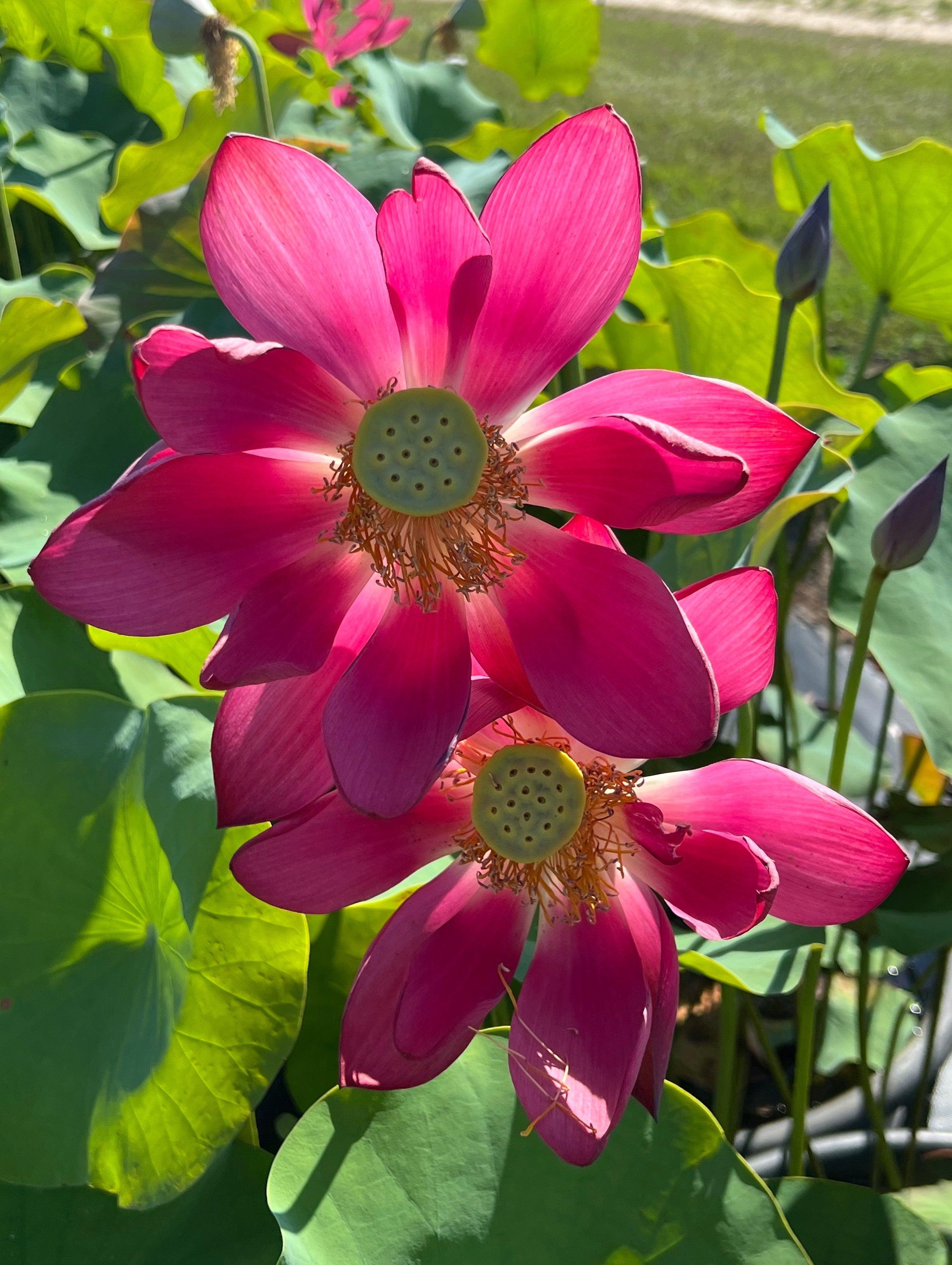 Chinese Red Beijing Lotus (Bare Root) - Globalnestes