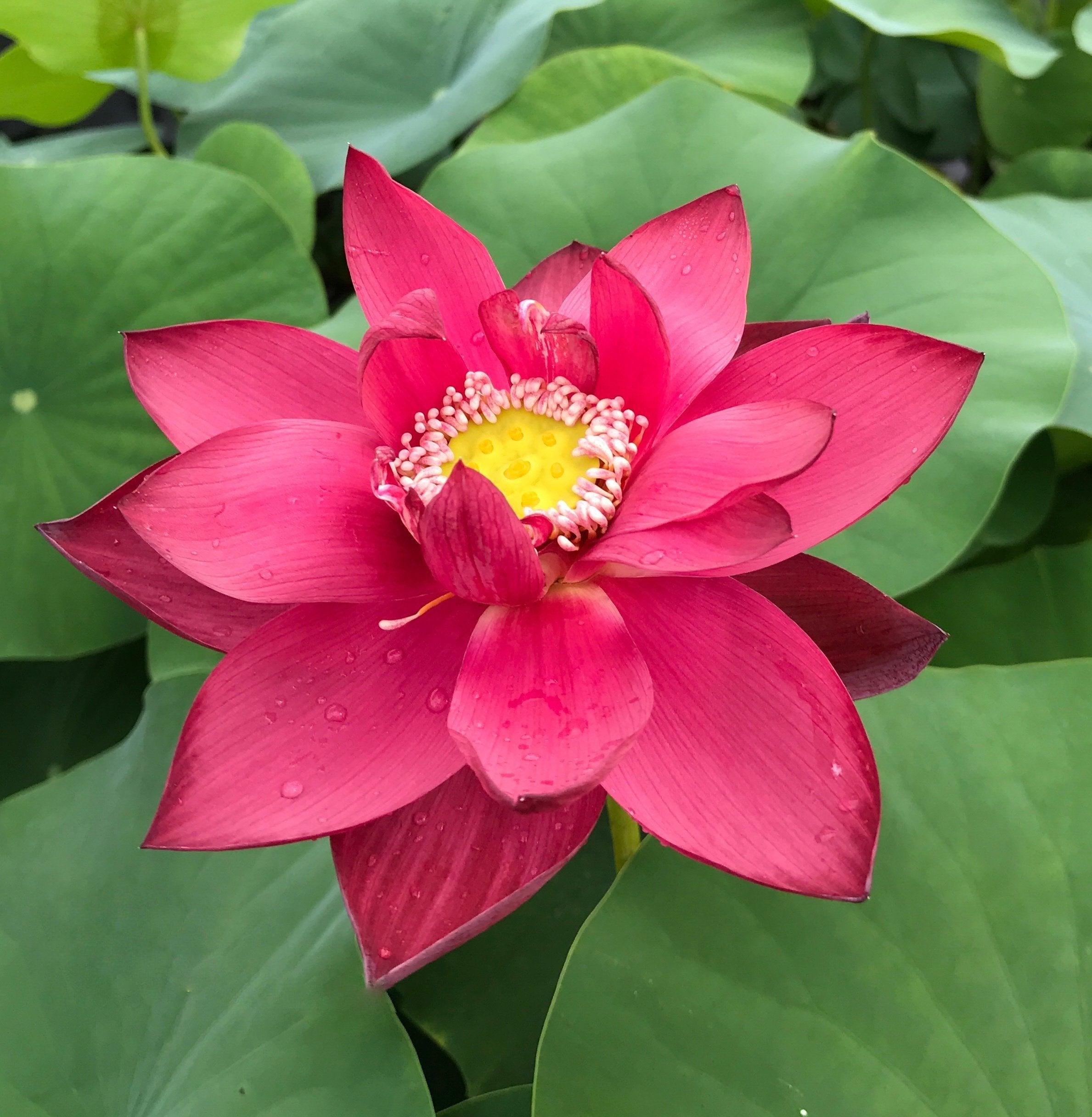 Chinese Red Beijing Lotus (Bare Root) - Globalnestes
