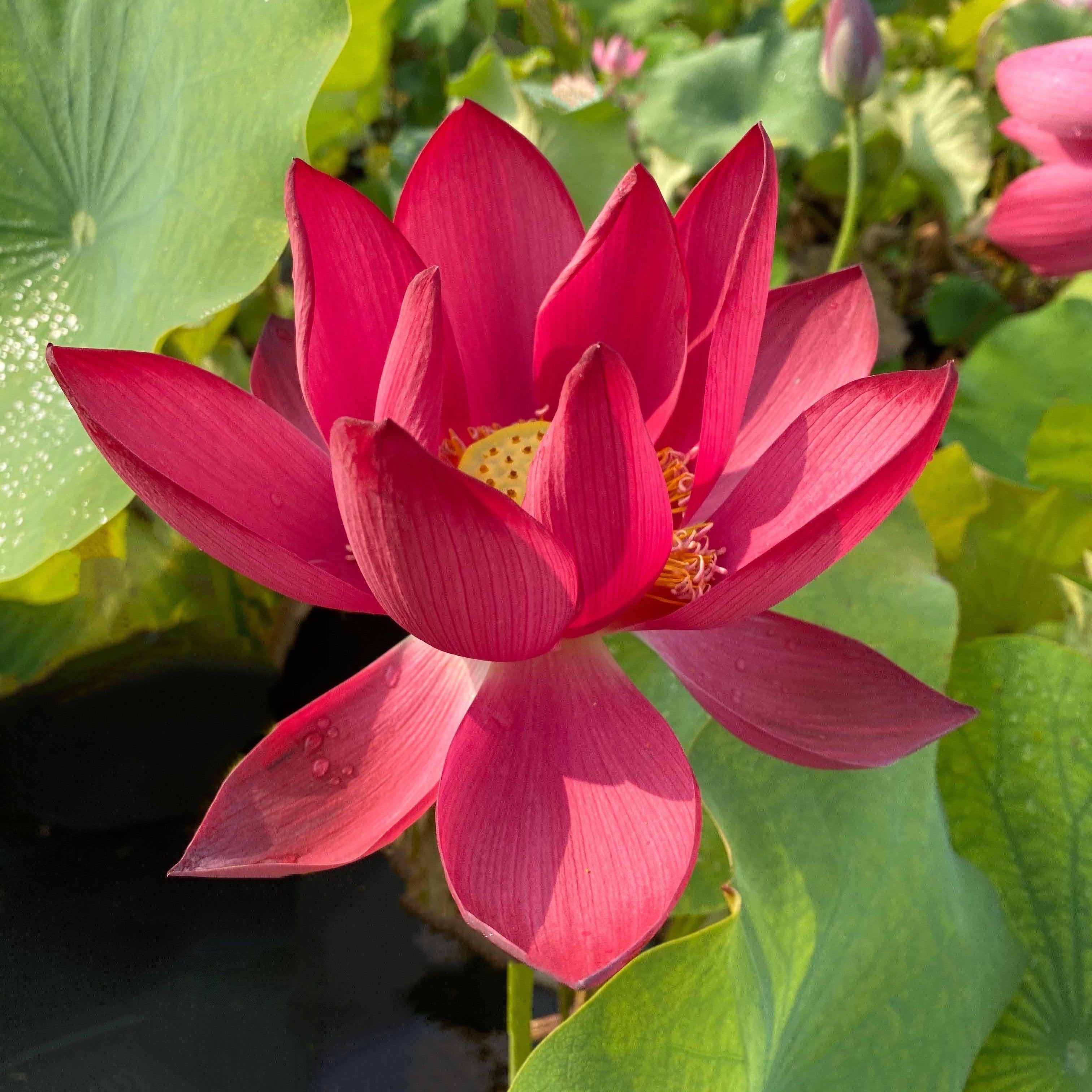 Chinese Red Beijing Lotus (Bare Root) - Globalnestes