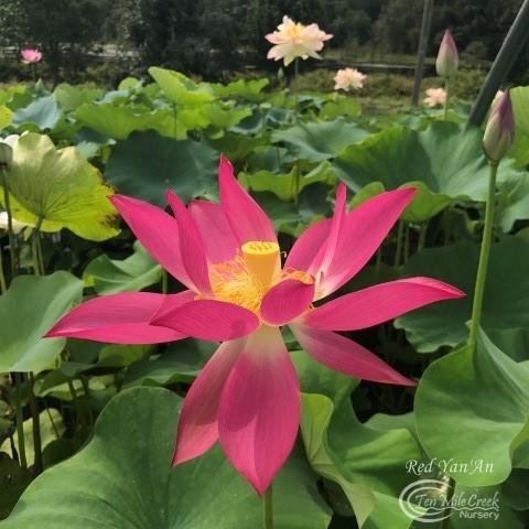 Chinese Red Yan'an - Ten Mile Creek Nursery