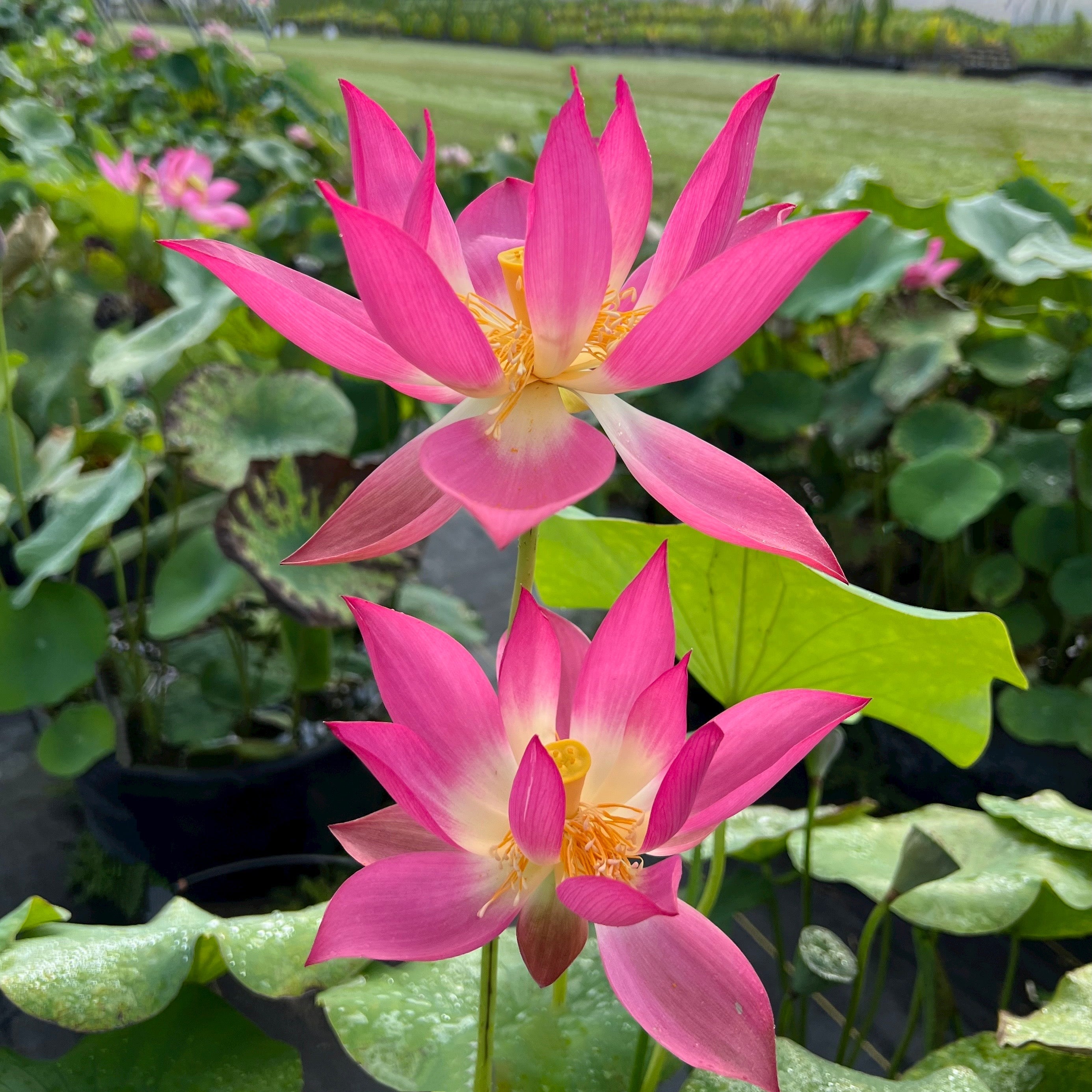 Chinese Red Yan'an - Ten Mile Creek Nursery