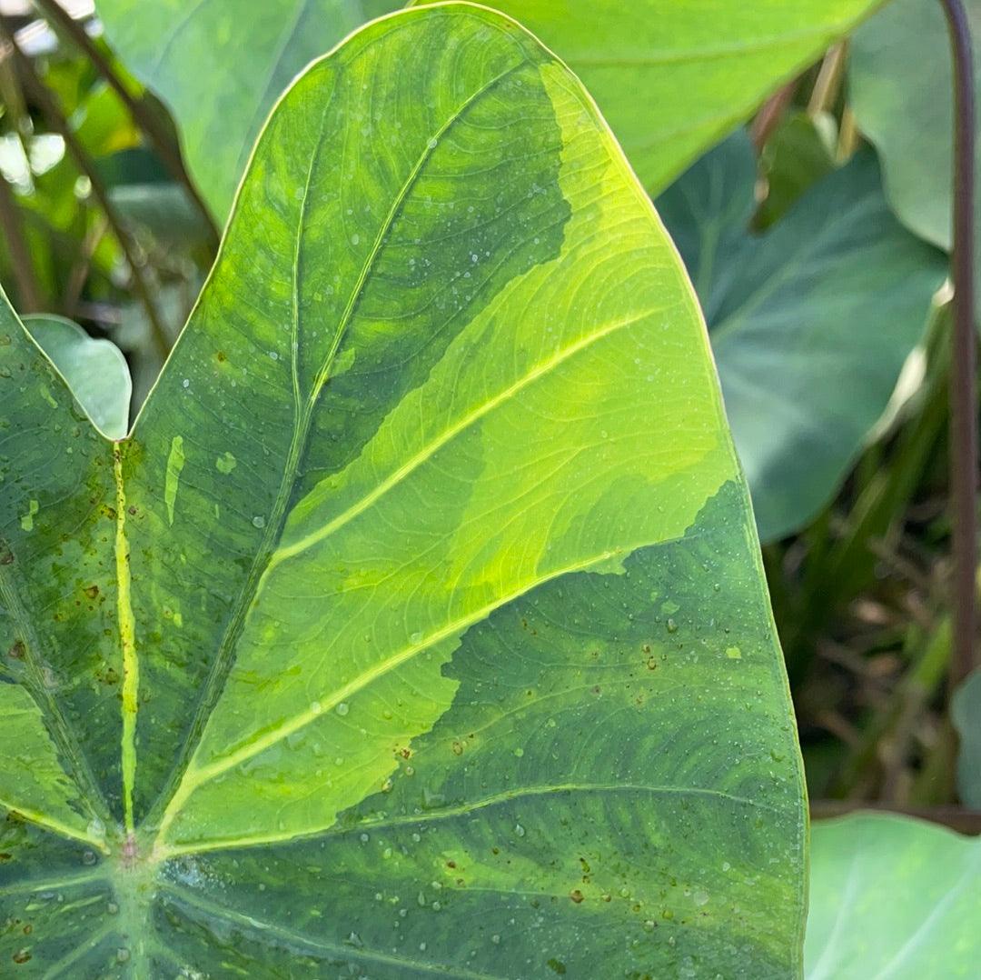 Colocasia esculenta 'Chicago Harlequin Taro' (Bare Root) - Globalnestes