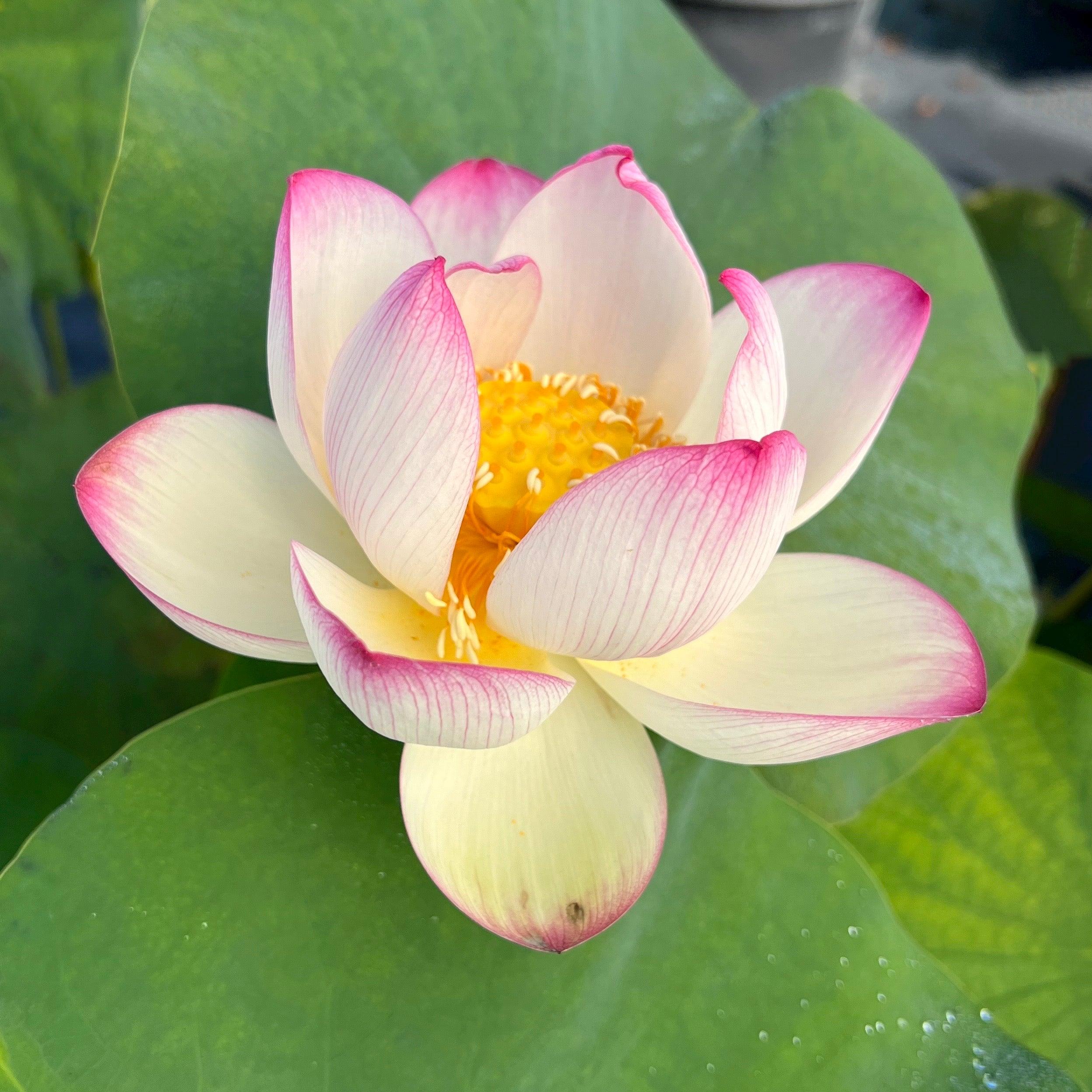 Colorful Cloud Lotus (Bare Root) - Globalnestes