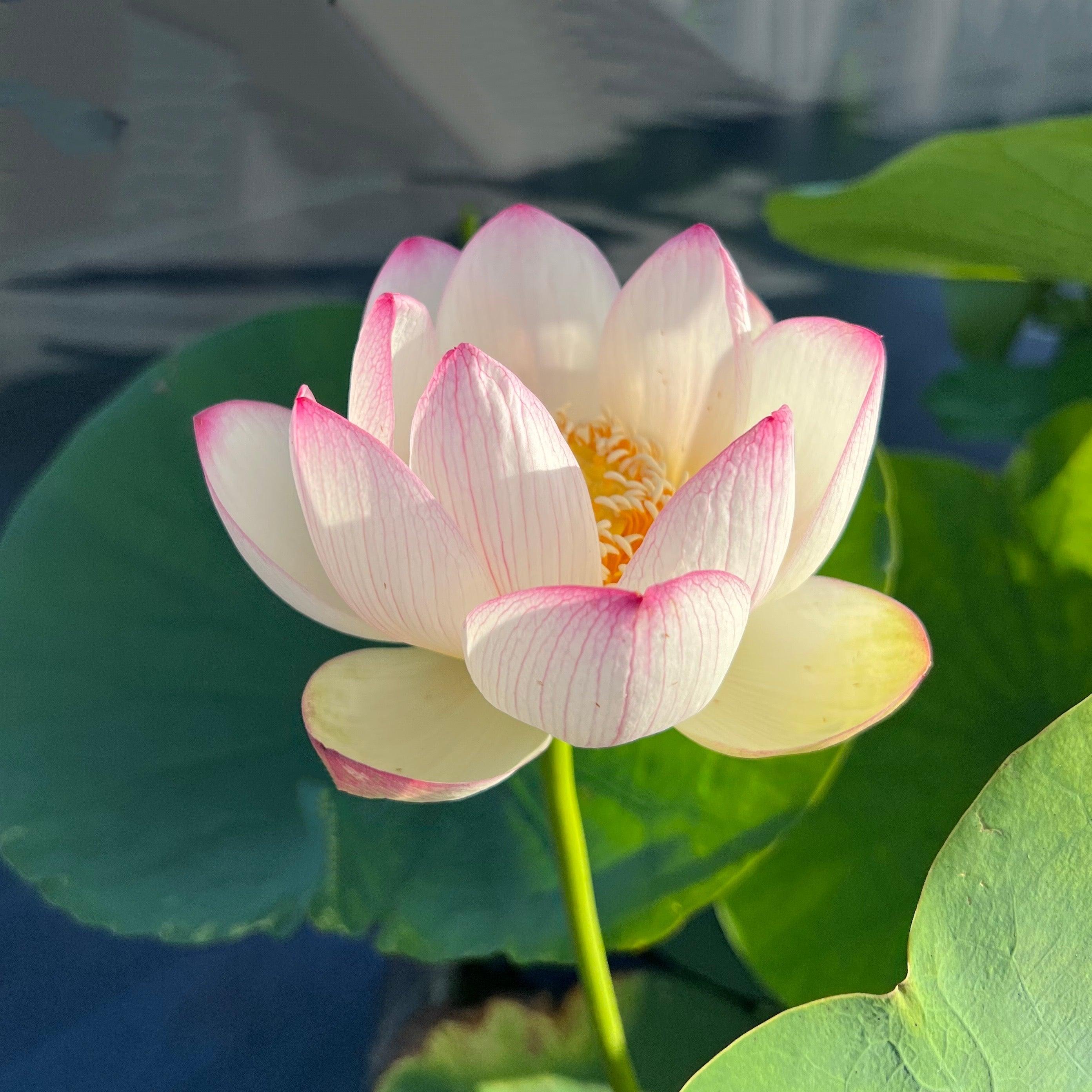 Colorful Cloud Lotus (Bare Root) - Globalnestes