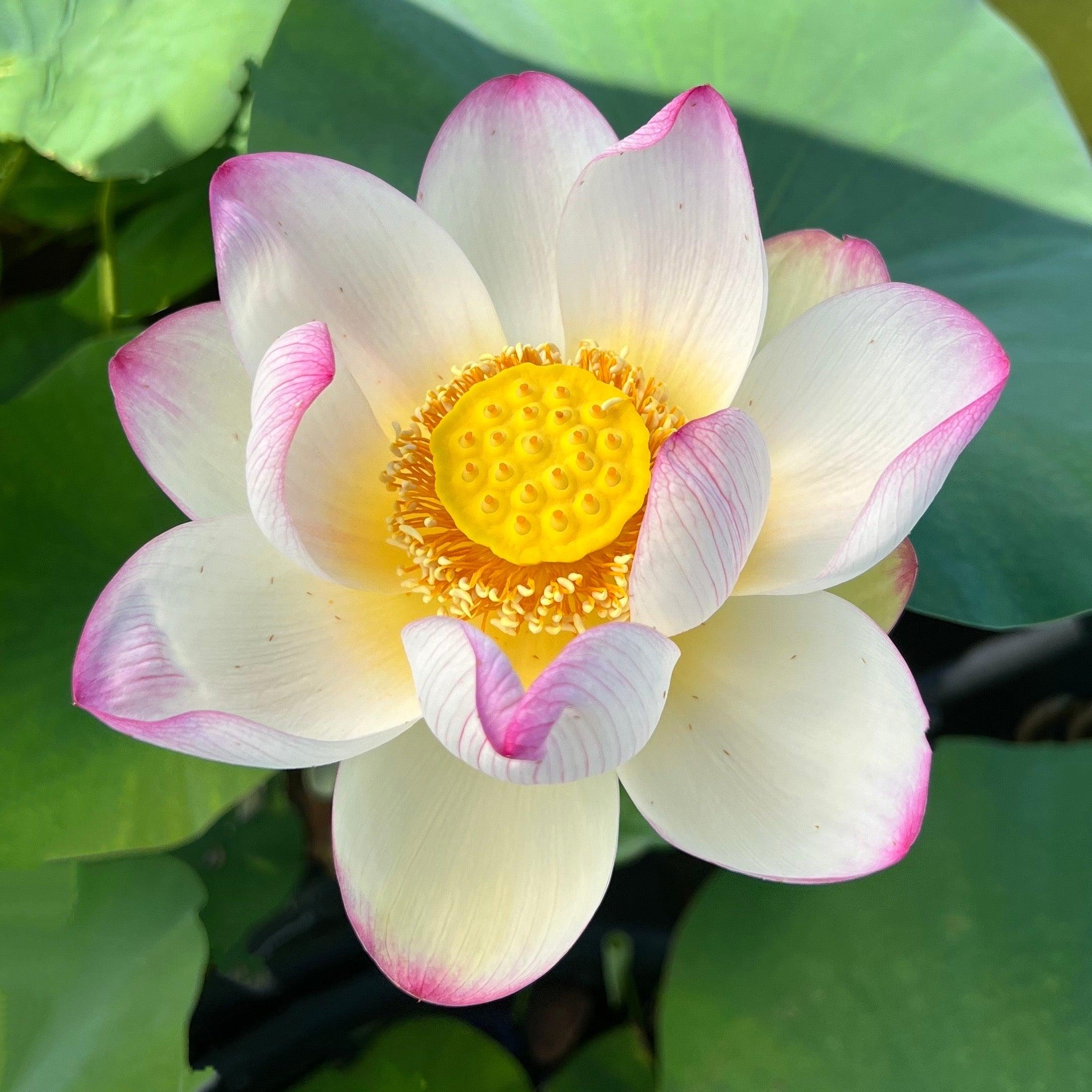 Colorful Cloud Lotus (Bare Root) - Globalnestes
