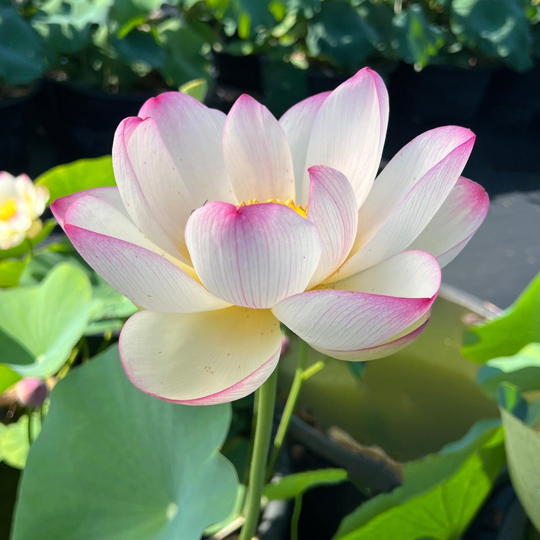 Colorful Cloud Lotus (Bare Root) - Globalnestes