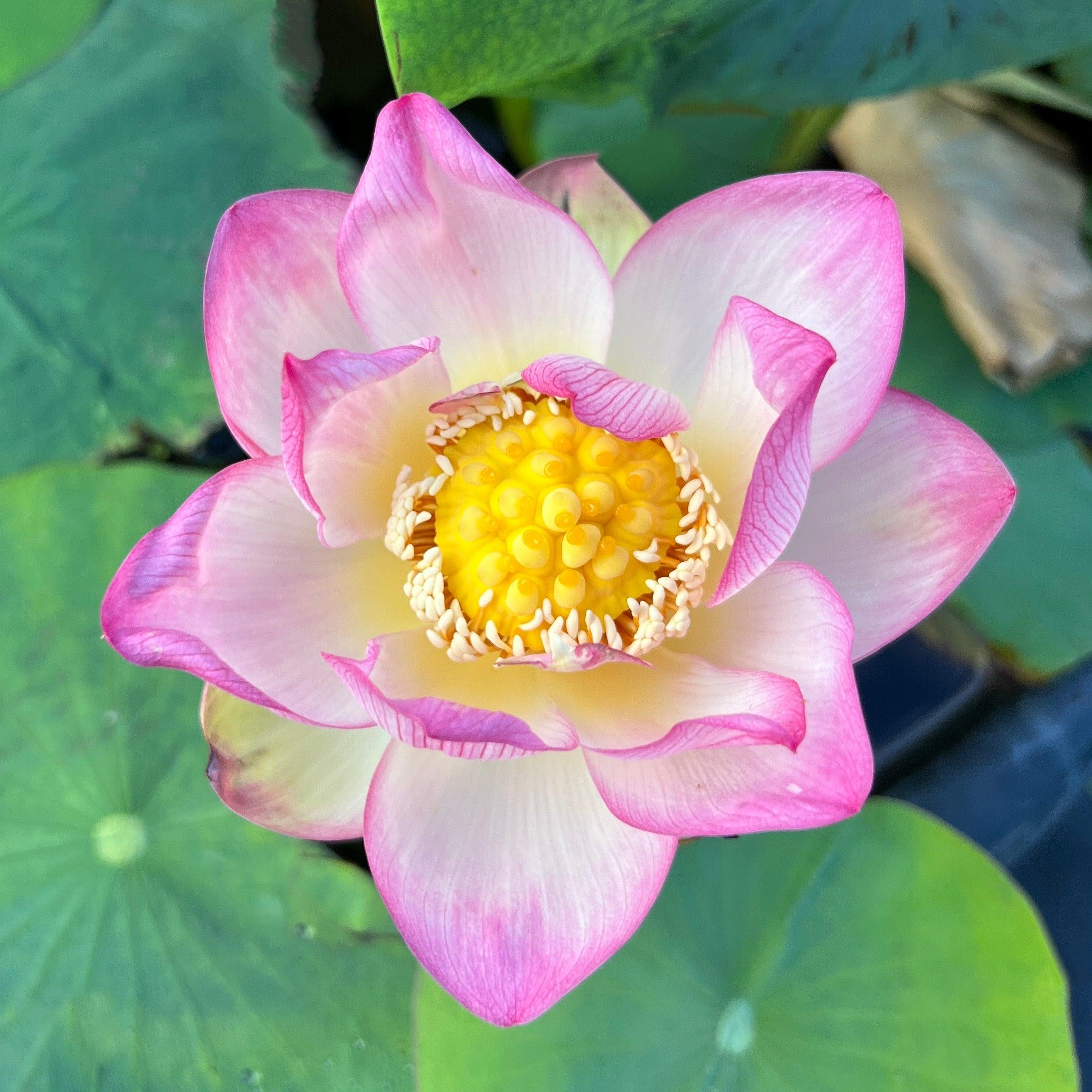 Colorful Cloud Lotus (Bare Root) - Globalnestes