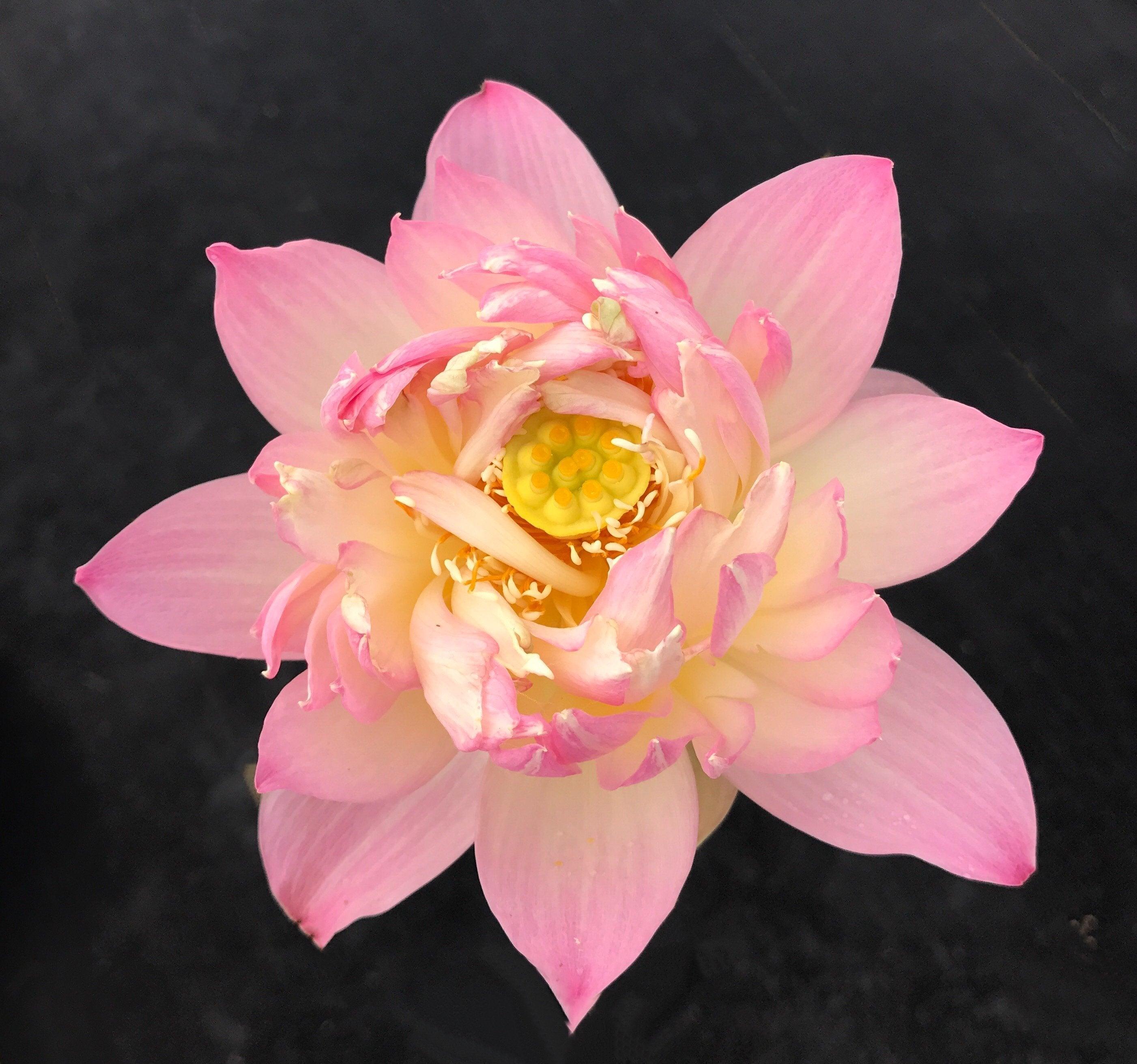 Colorful Glow Lotus (Bare Root) - Globalnestes