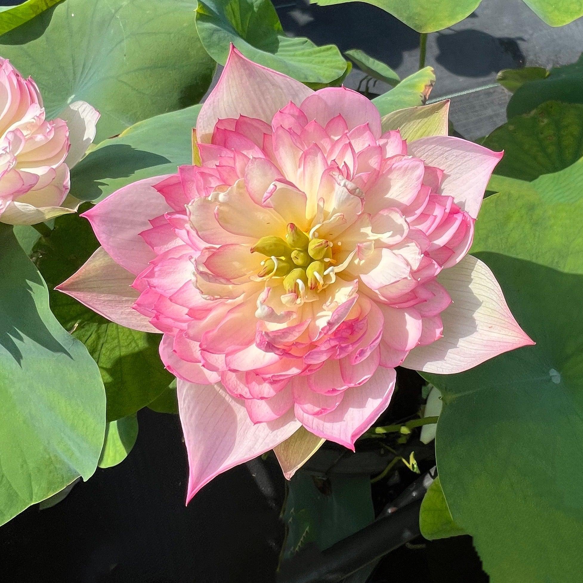 Colorful Glow Lotus (Bare Root) - Globalnestes