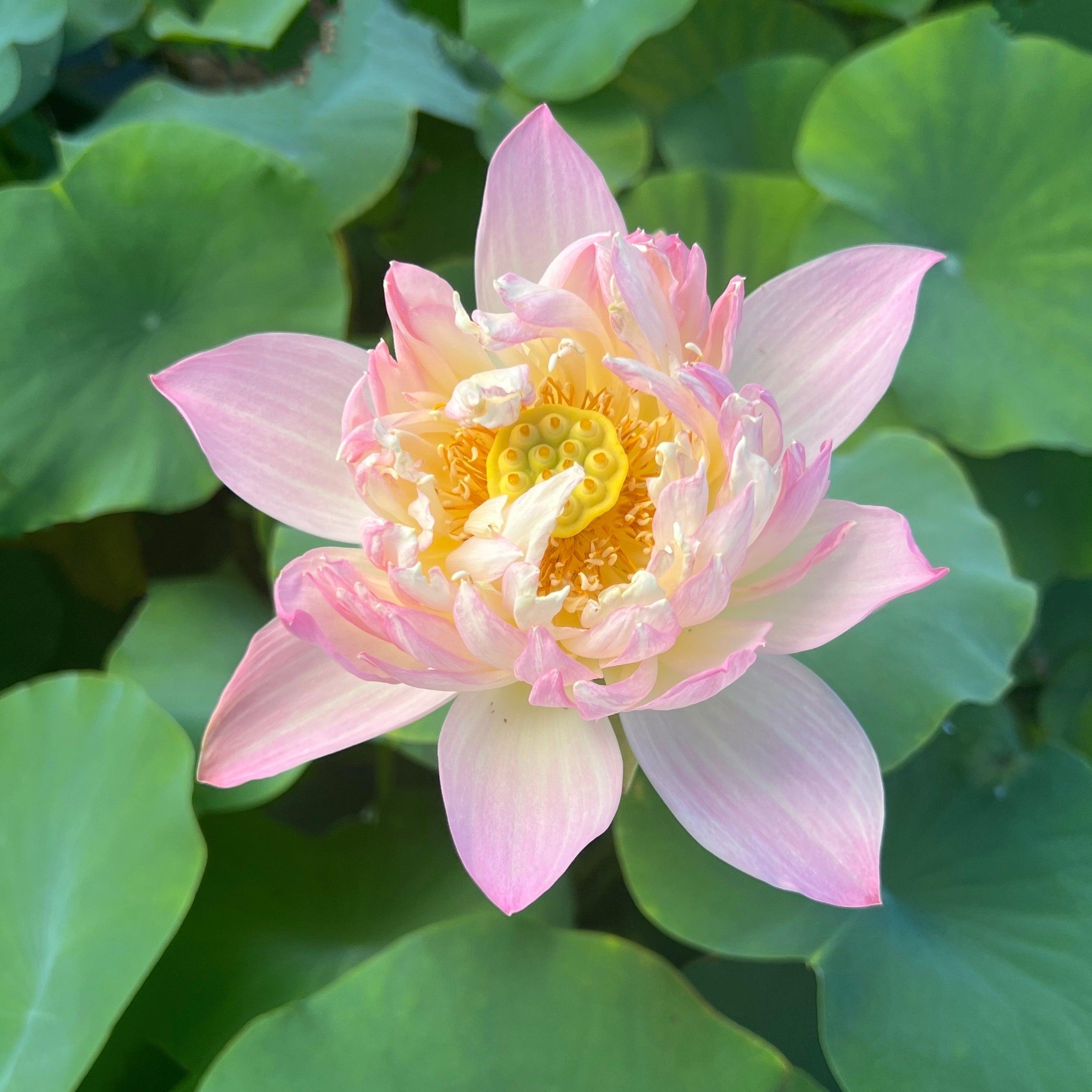 Colorful Glow Lotus (Bare Root) - Globalnestes