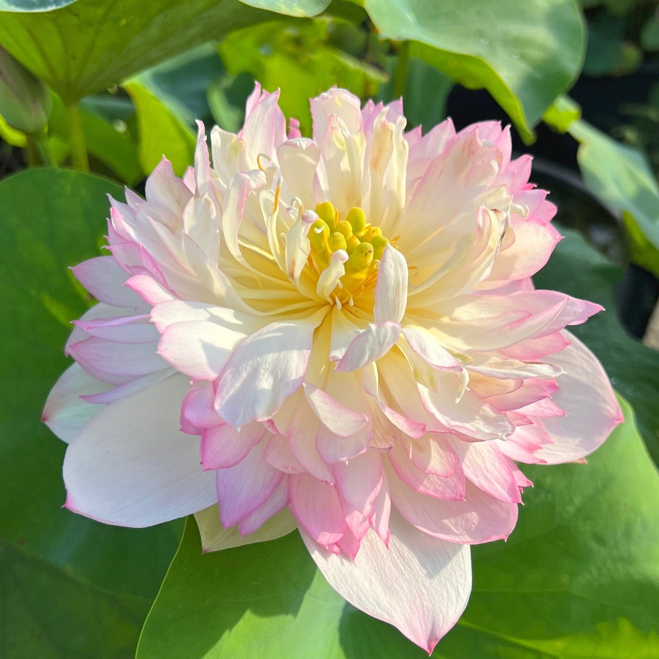 Colorful Glow Lotus (Bare Root) - Globalnestes