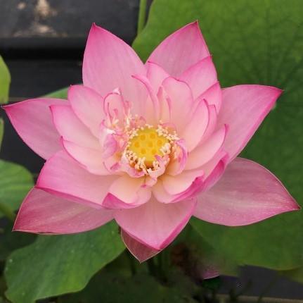 Dancing in Jade Tower Lotus (Bare Root) - Globalnestes