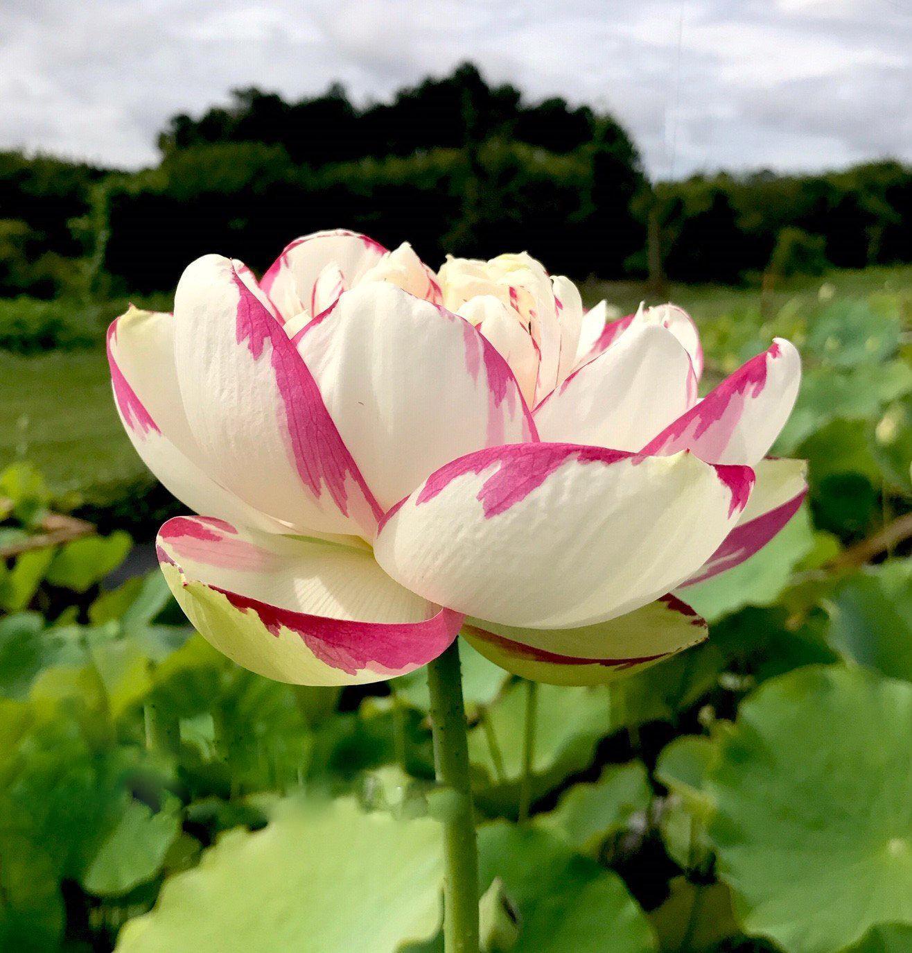 Dasajin Lotus (Bare Root) - Globalnestes