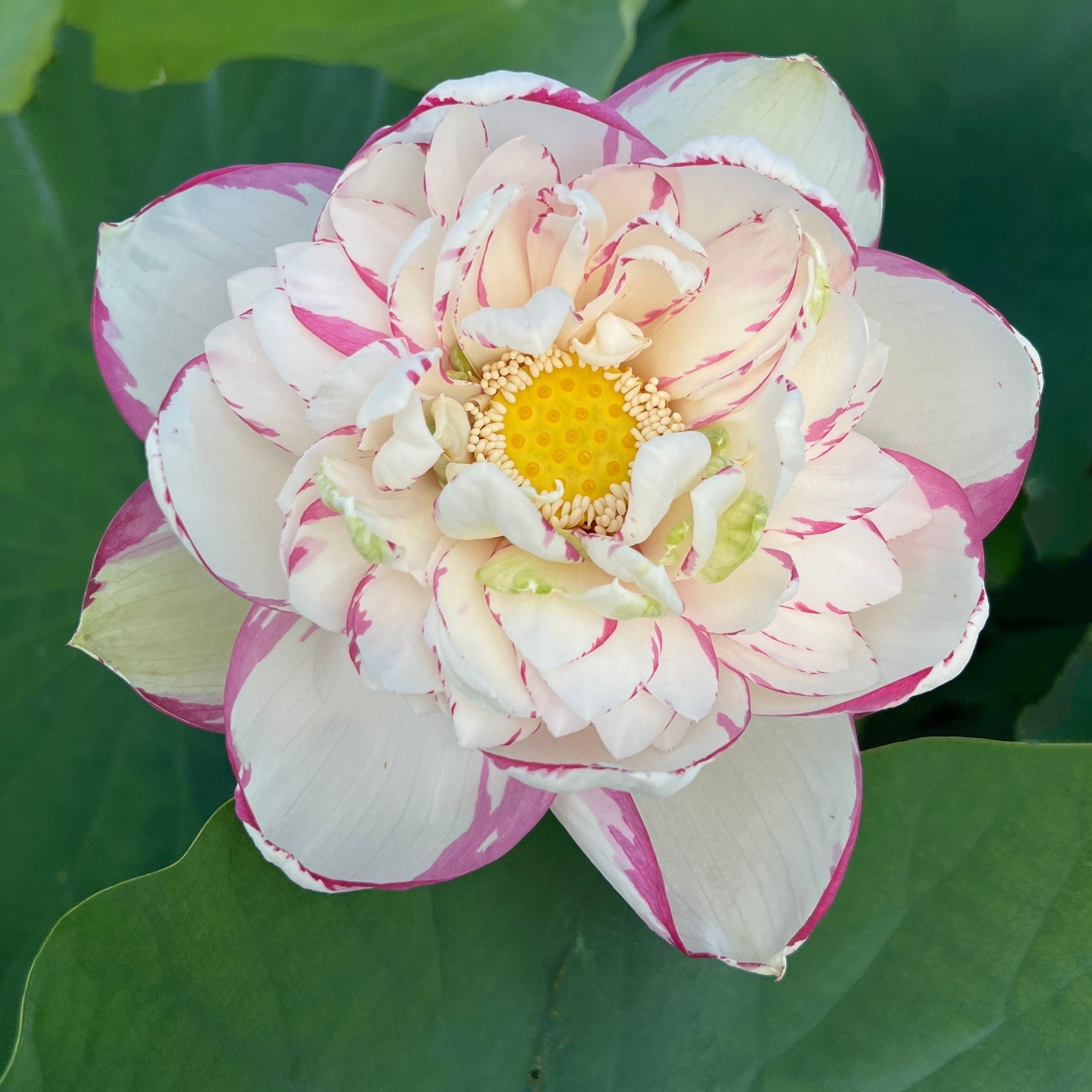 Dasajin Lotus (Bare Root) - Globalnestes