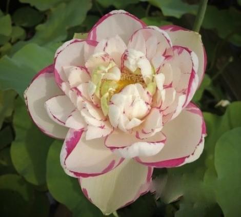 Dasajin Lotus (Bare Root) - Globalnestes