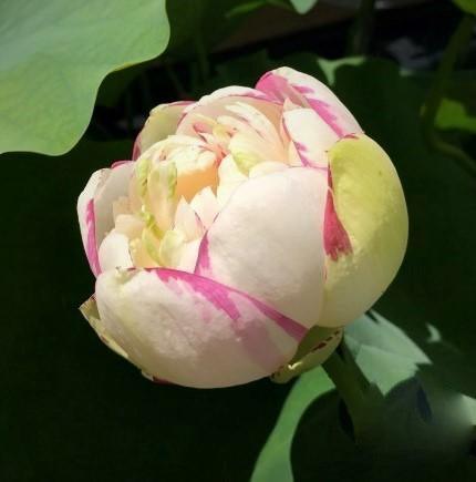 Dasajin Lotus (Bare Root) - Globalnestes