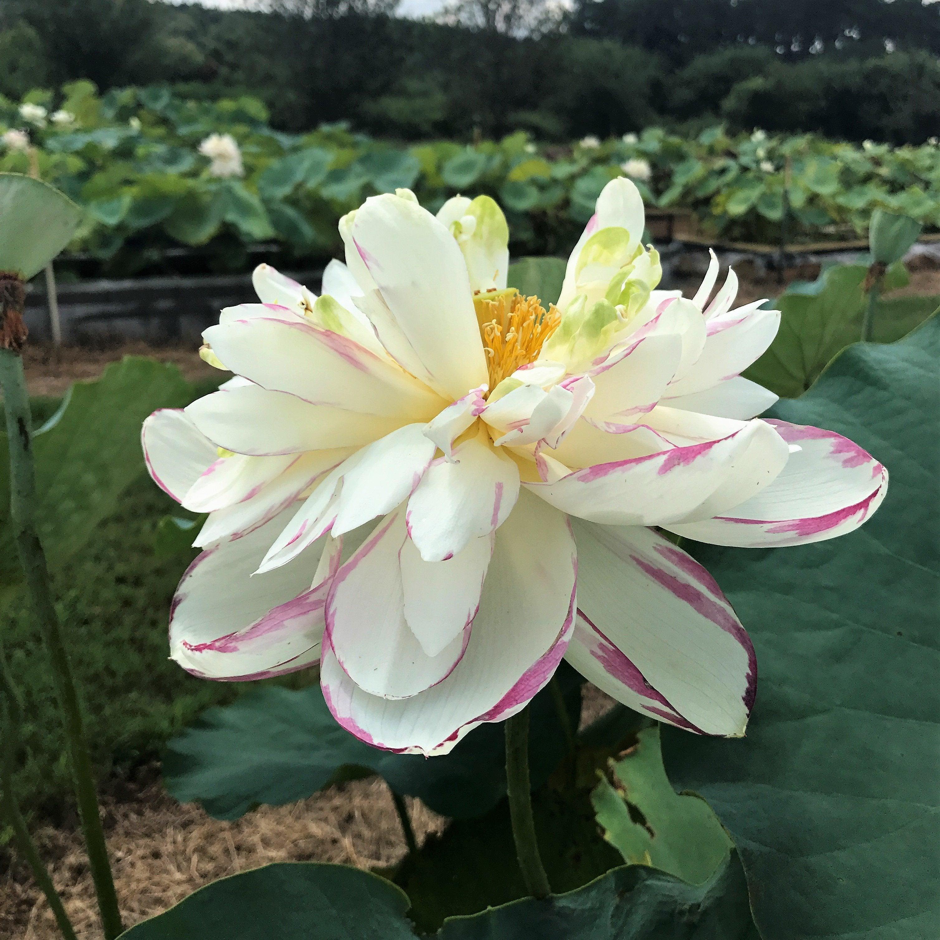 Dasajin Lotus (Bare Root) - Globalnestes