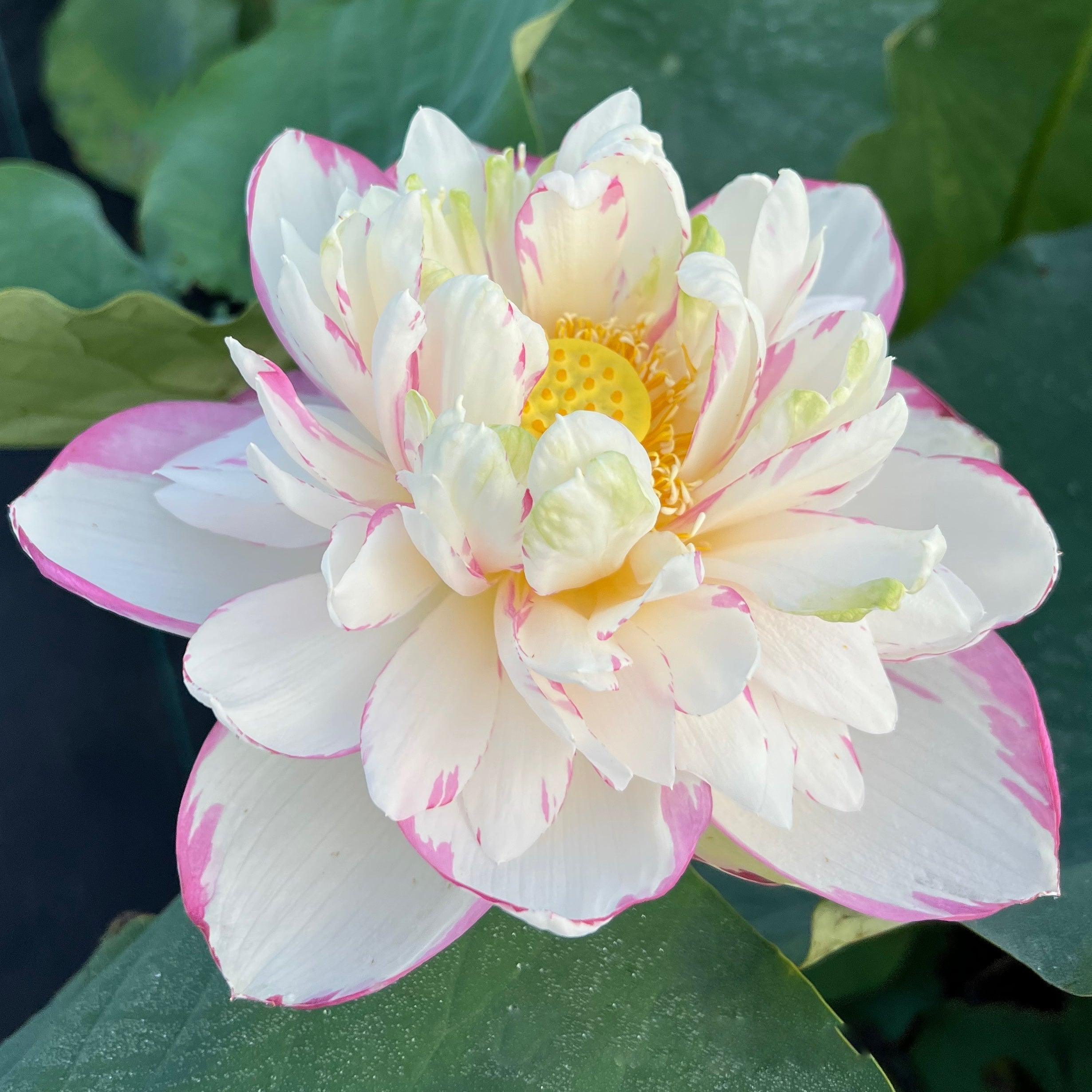 Dasajin Lotus (Bare Root) - Globalnestes