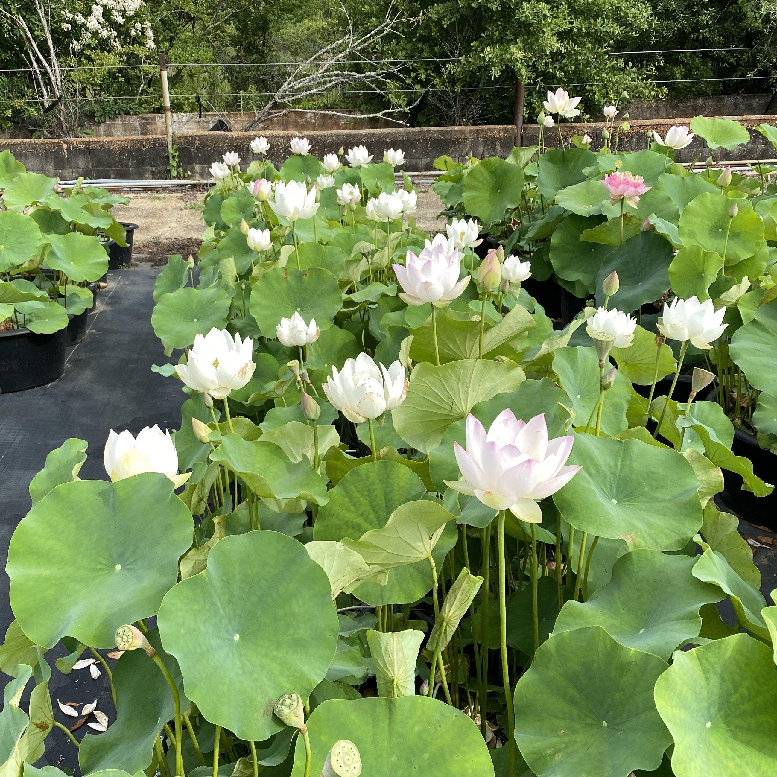 Decorated Lantern Lotus (Bare Root) - Globalnestes