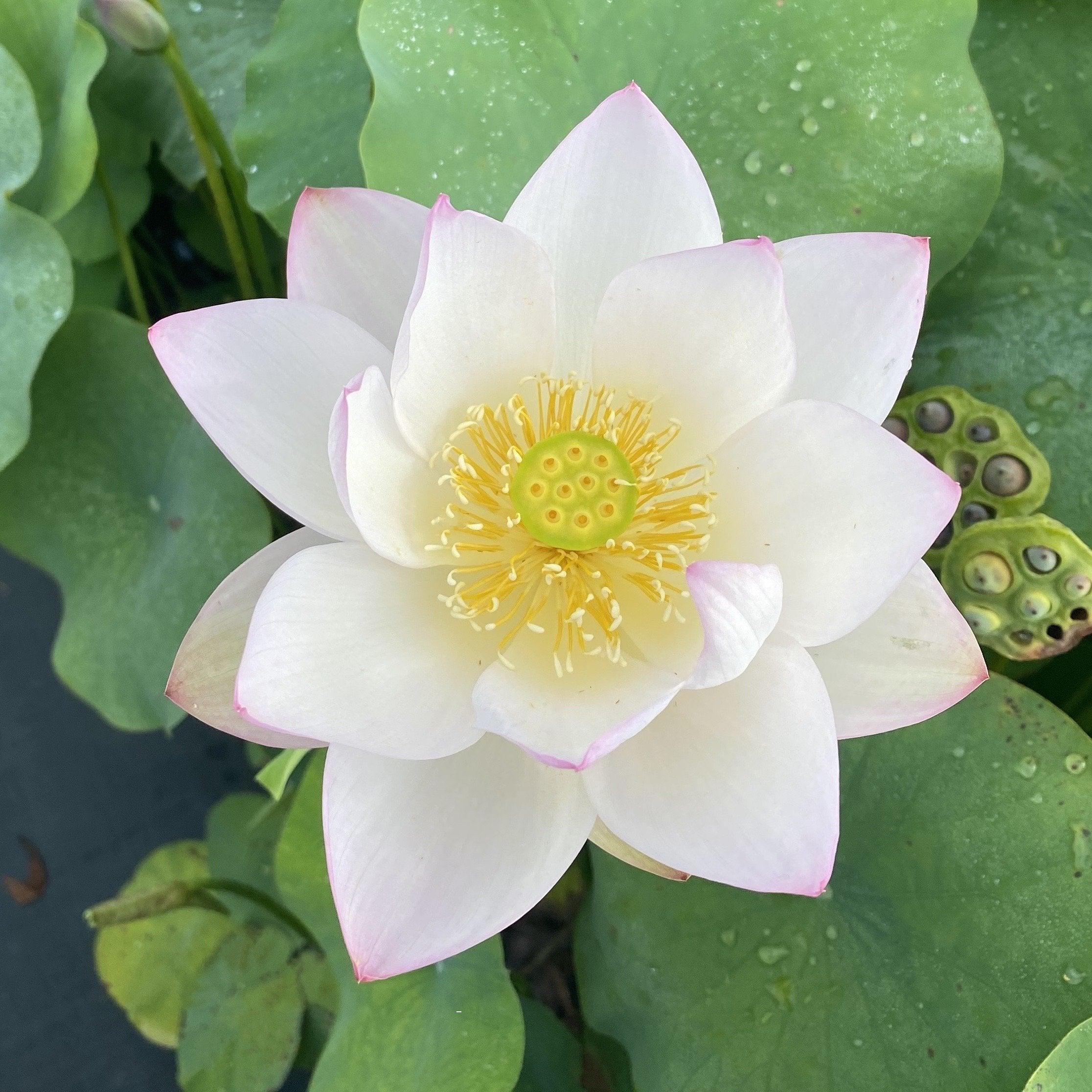 Decorated Lantern Lotus (Bare Root) - Globalnestes