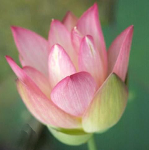 Decorated Lantern Lotus (Bare Root) - Globalnestes
