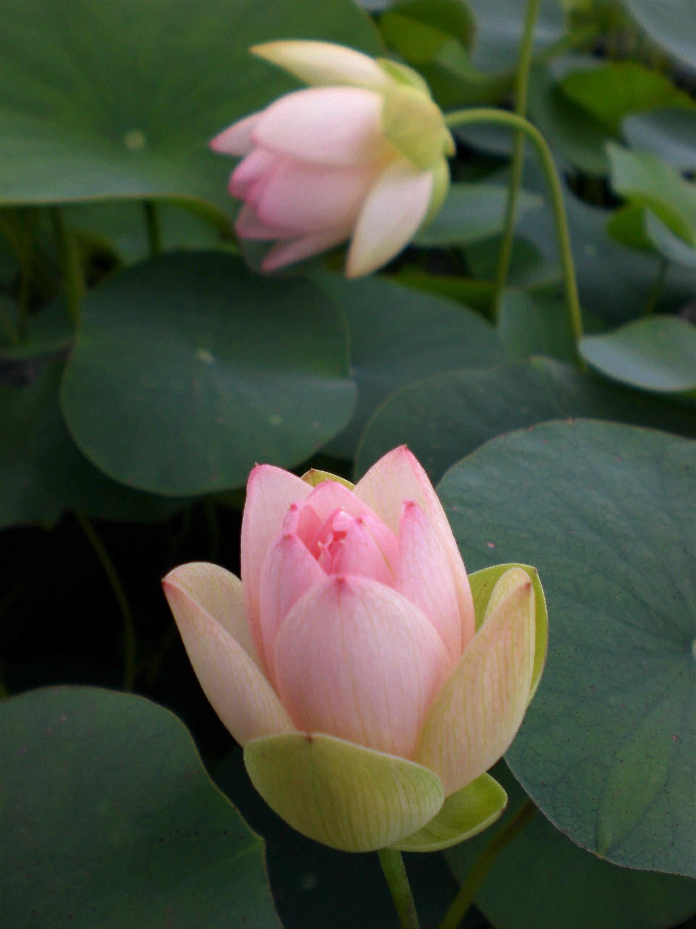 Decorated Lantern Lotus (Bare Root) - Globalnestes