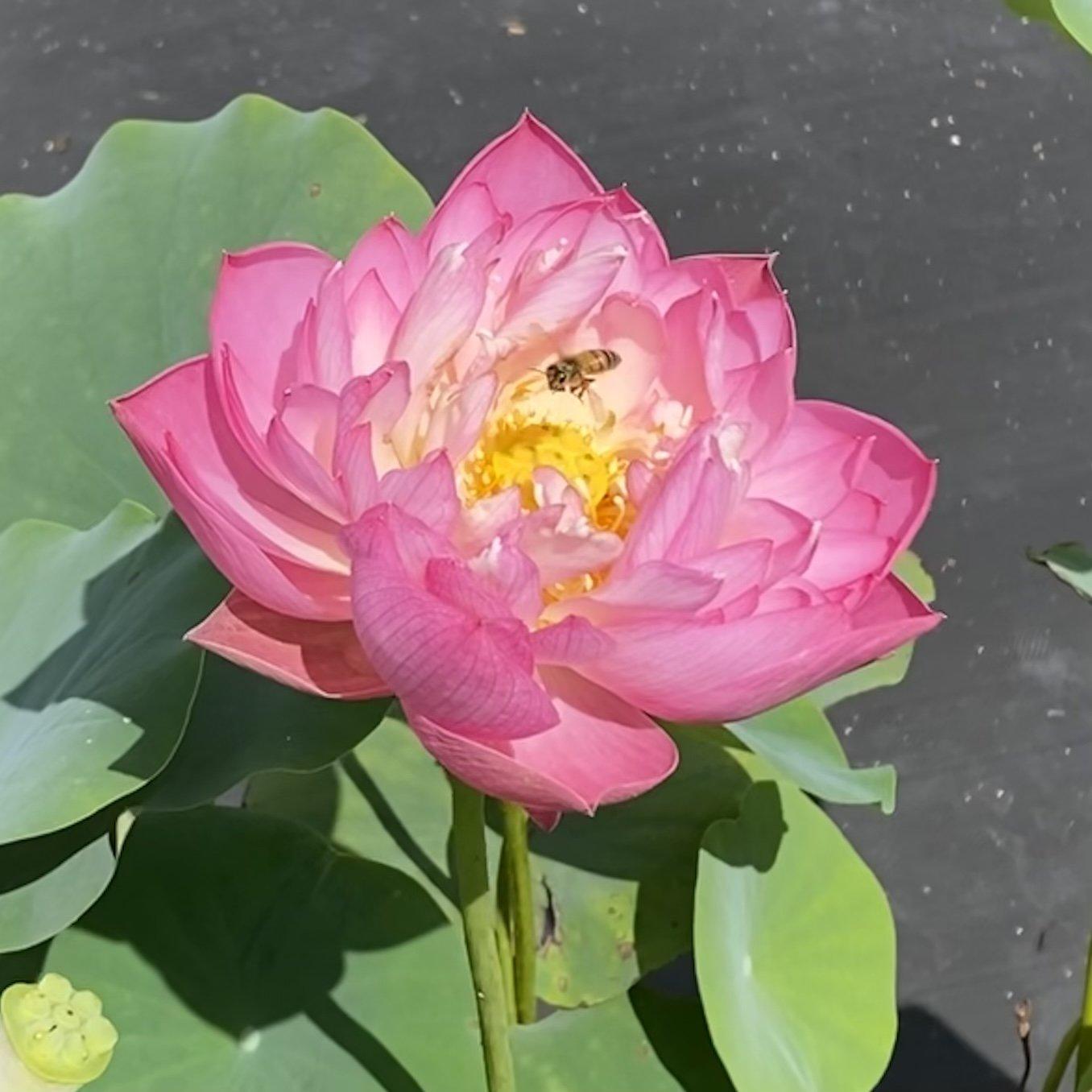Double Rose Lotus (Bare Root) - Globalnestes
