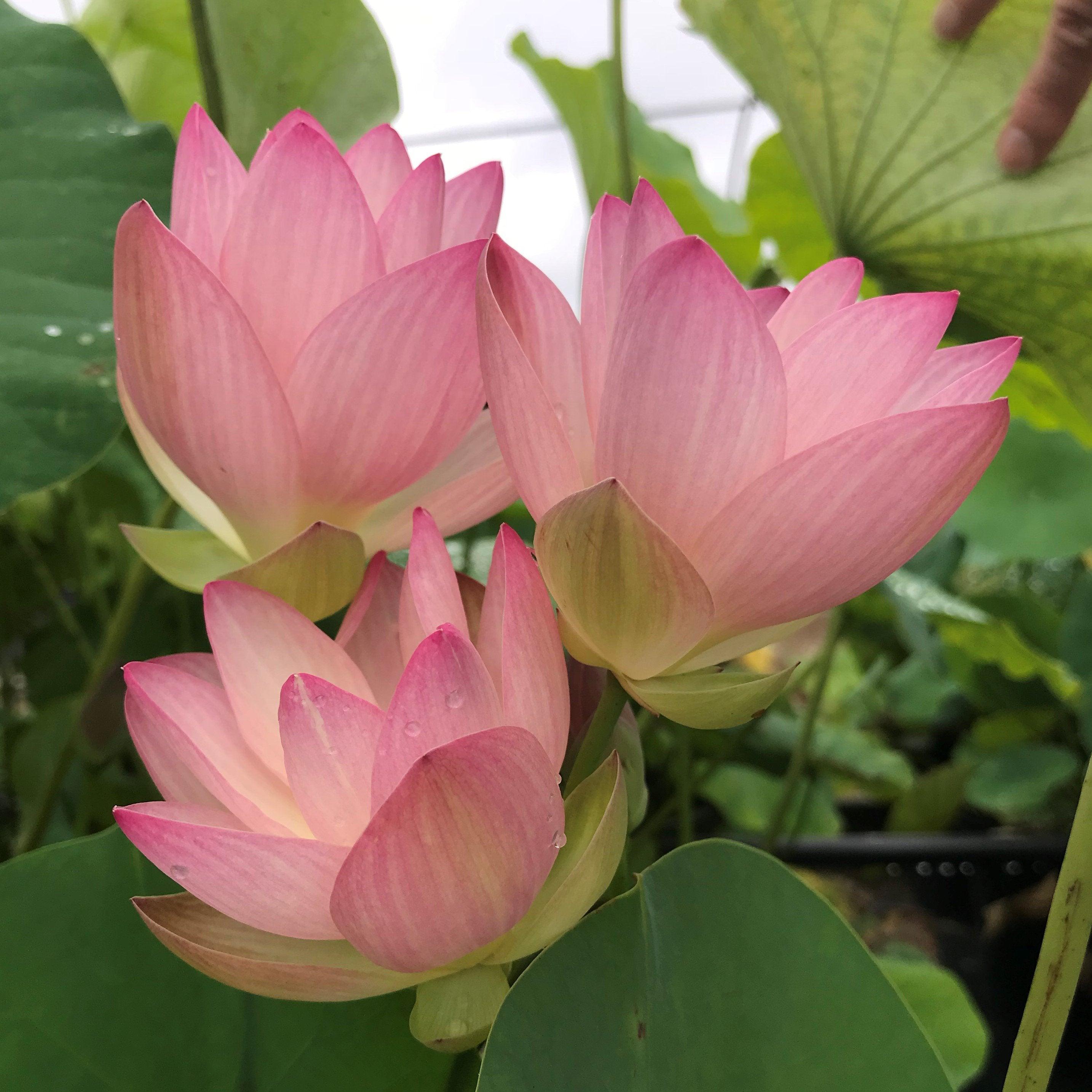 Drunken Concubine - Color Changing Lotus (Bare Root) - Globalnestes