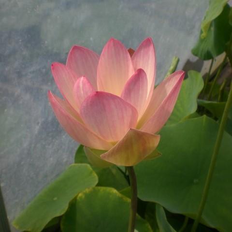 Drunken Concubine - Color Changing Lotus (Bare Root) - Globalnestes