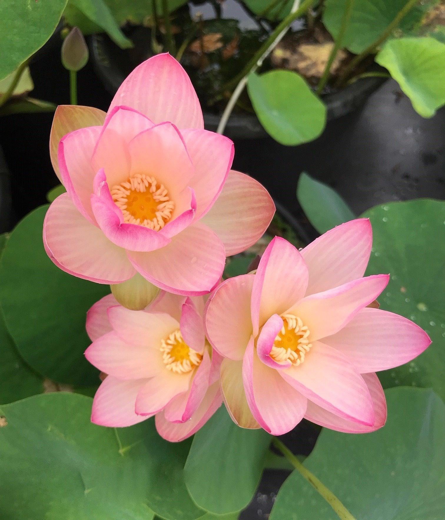 Drunken Concubine - Color Changing Lotus (Bare Root) - Globalnestes