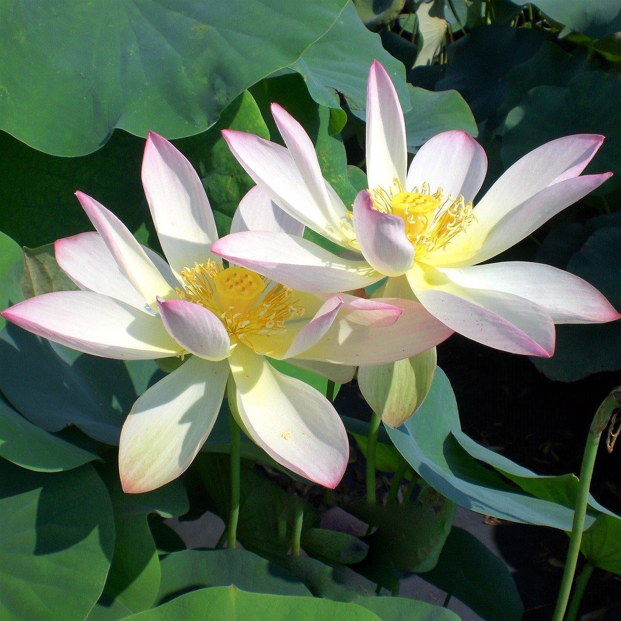 Drunken Concubine - Color Changing Lotus (Bare Root) - Globalnestes