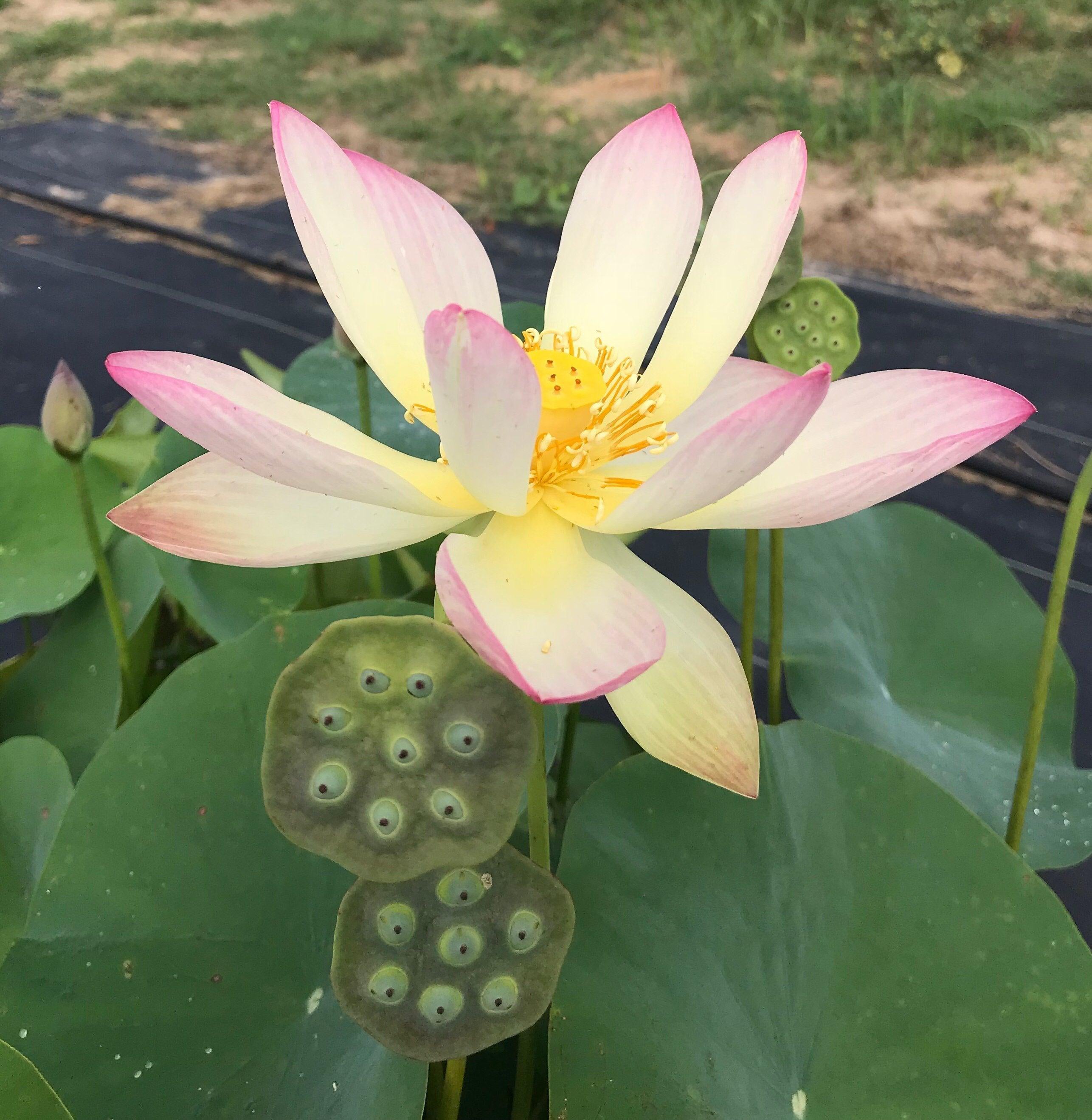 Drunken Concubine - Color Changing Lotus (Bare Root) - Globalnestes