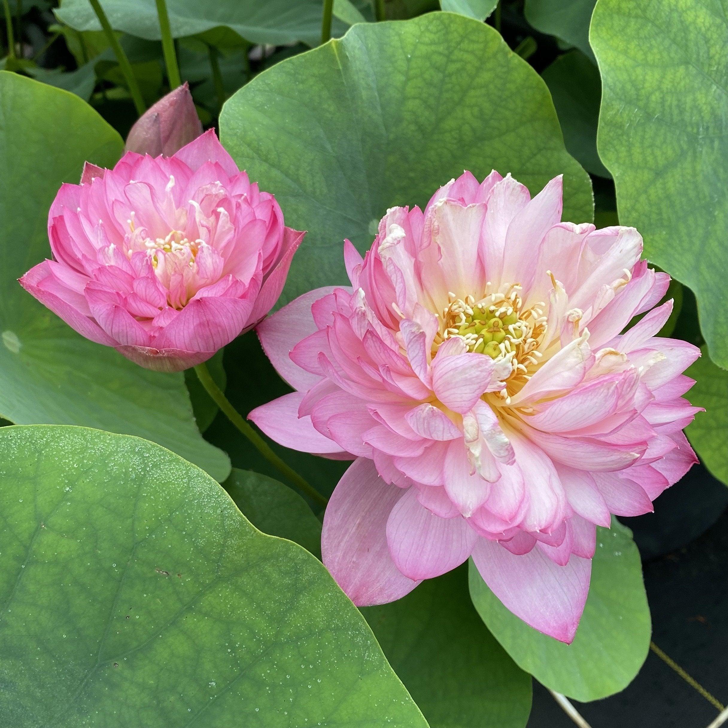 Elite Red - Sweet Flowers Lotus (Bare Root) - Globalnestes